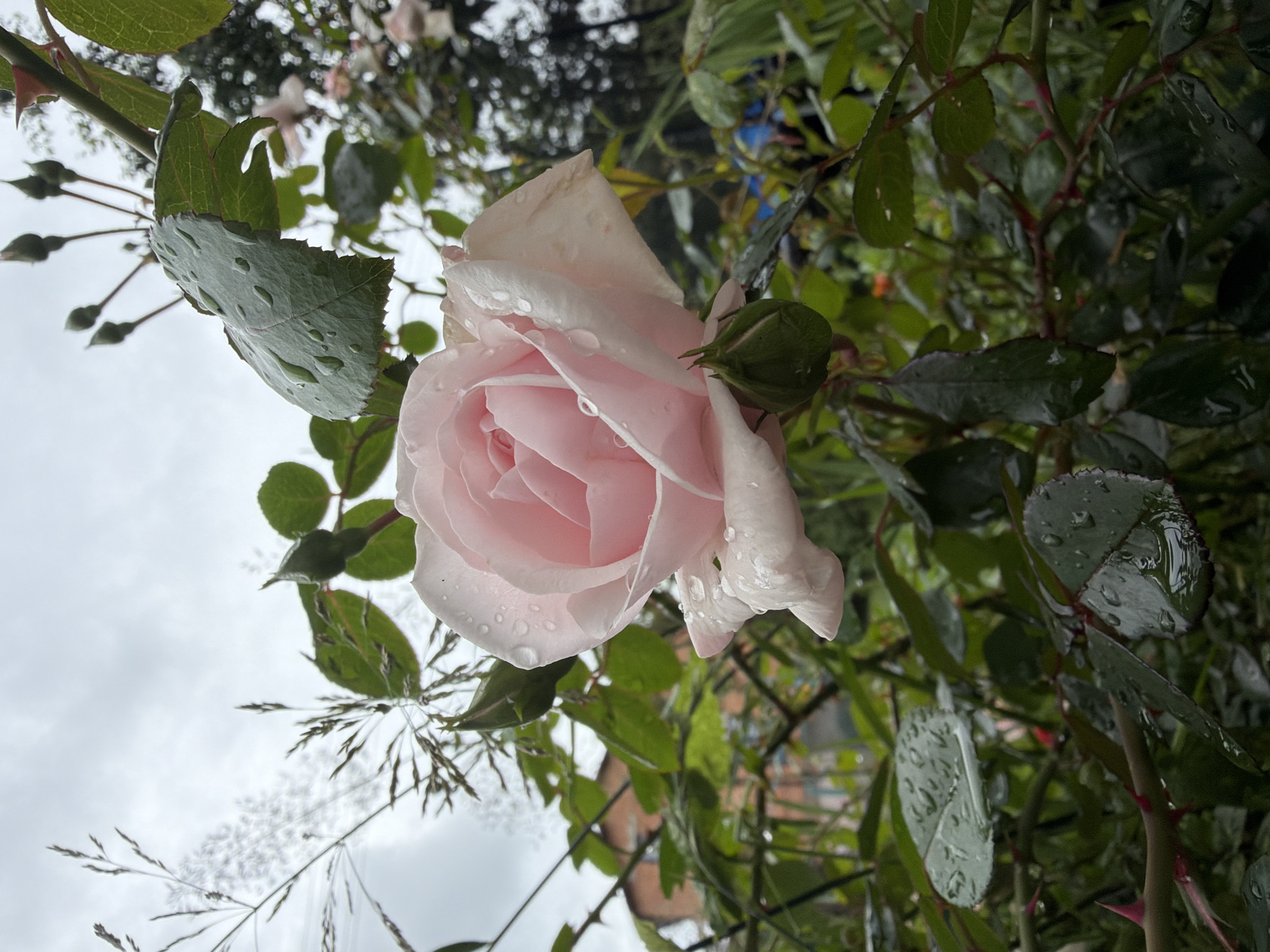 A close-up shot captures a soft pink rose in bloom, its petals glistening with raindrops. The rose is positioned centrally, with a single green rosebud peeking out from below. Surrounding the rose are lush green leaves, many also adorned with water droplets, and thorny stems. In the background, out of focus, is a hint of a brick building, suggesting an urban or suburban setting within Папярнянскі сельскі Савет, Belarus. The sky above is overcast, contributing to the damp atmosphere. A few wispy, dry grass stalks are visible in the upper left, contrasting with the verdant foliage.