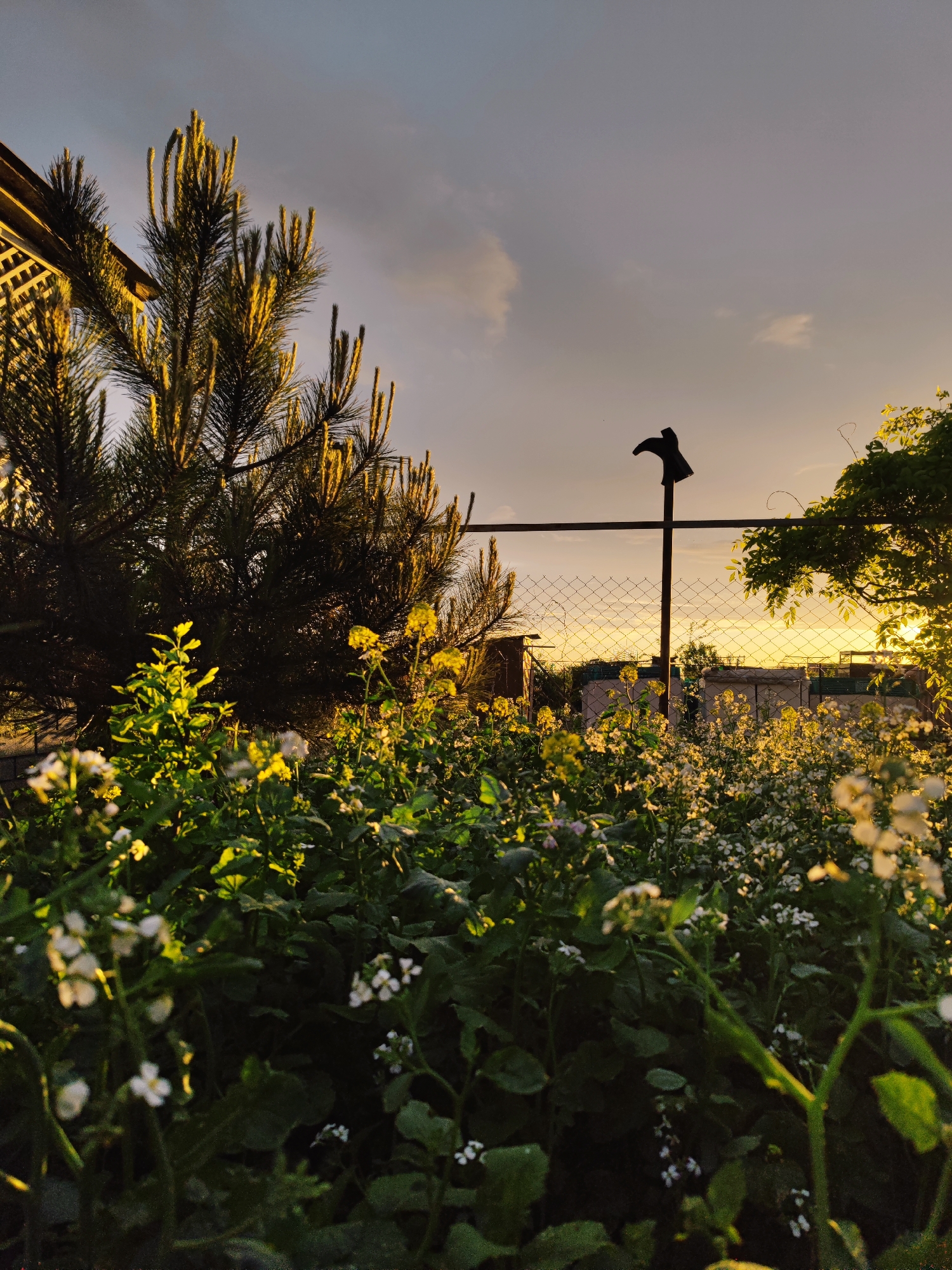 The image, taken in Sennoy, Russia, shows a ground-level view of a garden at dusk. In the foreground, a dense patch of flowering plants with white and yellow blossoms fills the frame. Behind the flowers, a chain-link fence spans the midground, supported by metal posts. Atop one post sits a decorative, silhouetted metal object resembling a bird or a weather vane. A coniferous tree is positioned to the left of the fence, its needles illuminated by the setting sun. To the right of the fence, a leafy tree is partially visible, also catching the golden light. The background reveals a distant view of buildings silhouetted against a sunset sky. The overall lighting suggests either sunrise or sunset.