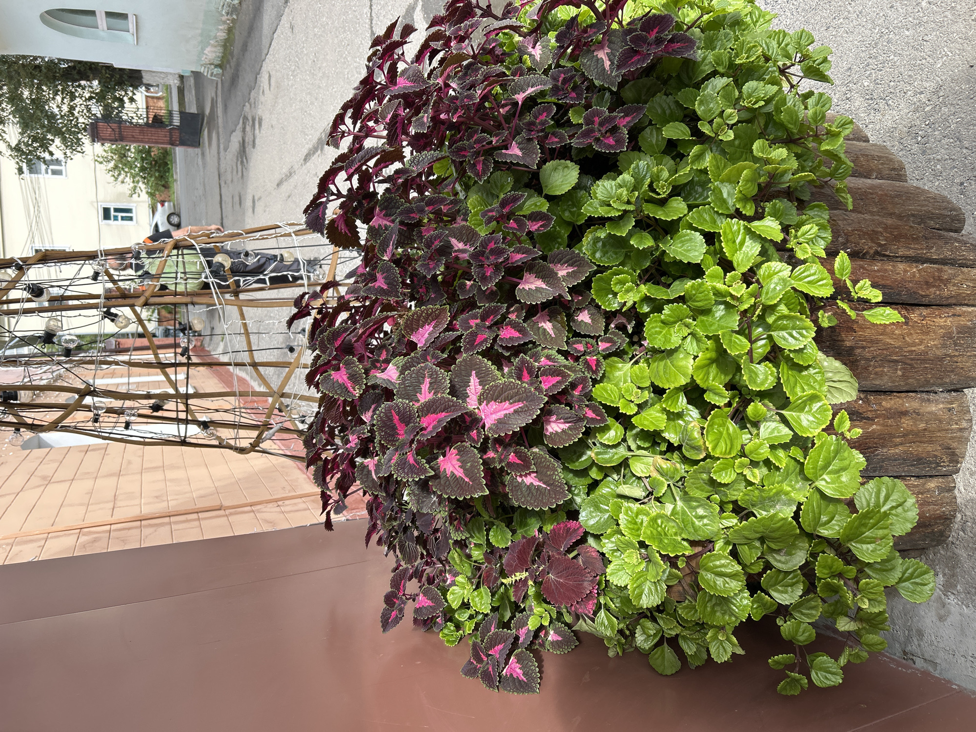 The image shows a close-up view of a large, multi-tiered wooden planter filled with two types of plants. The upper layer features coleus plants with dark purple and pink variegated leaves. The lower layer is densely planted with bright green, small-leaved plants, possibly trailing ivy or pothos. The planter is located next to a reddish-brown textured building wall. In the background, a narrow paved alleyway is visible, with a few buildings and a person walking away from the camera. The person is wearing a green vest over a dark shirt and grey pants. A white car is parked on the right side of the alley. A metal gate with a brick pillar is also visible. The scene appears to be outdoors in a city environment. Based on visual cues like the architecture and the street layout, the location is likely Tomsk, Russia.