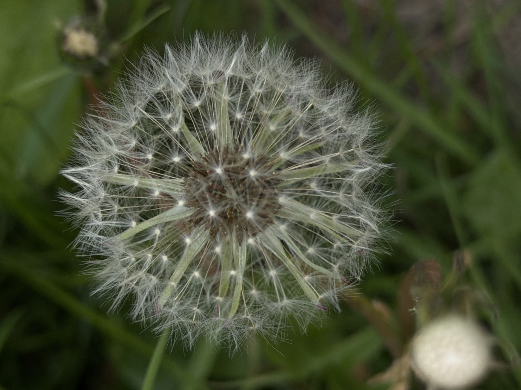 The close-up image captures a fully formed dandelion seed head, also known as a dandelion clock or puffball, centered against a blurred green background. The dandelion is circular and replete with numerous delicate, white, feathery parachutes (pappi), each attached to a seed. These pappi radiate outward from a central, slightly brownish-green receptacle. Small, dark, possibly purple specks are visible among the white filaments, particularly closer to the core structure.
The background is uniformly out of focus, showing varying shades of green, indicative of grass or other foliage. In the top-left corner, a very blurry, lighter-colored, indistinct object, possibly another plant bud or seed head, is visible. Another highly blurred, lighter-colored, spherical object, likely a nascent or decaying dandelion seed head, appears in the bottom-right corner. The shallow depth of field sharply isolates the main dandelion, making it the primary focal point of the image.
The lighting appears natural and even, suggesting it was taken outdoors during daylight hours without direct harsh sunlight. There is no discernible activity taking place, as it is a still life photograph of a plant. No people or visible text are present in the image. The scene suggests a natural, possibly wild or unkempt, outdoor setting such as a garden or field.