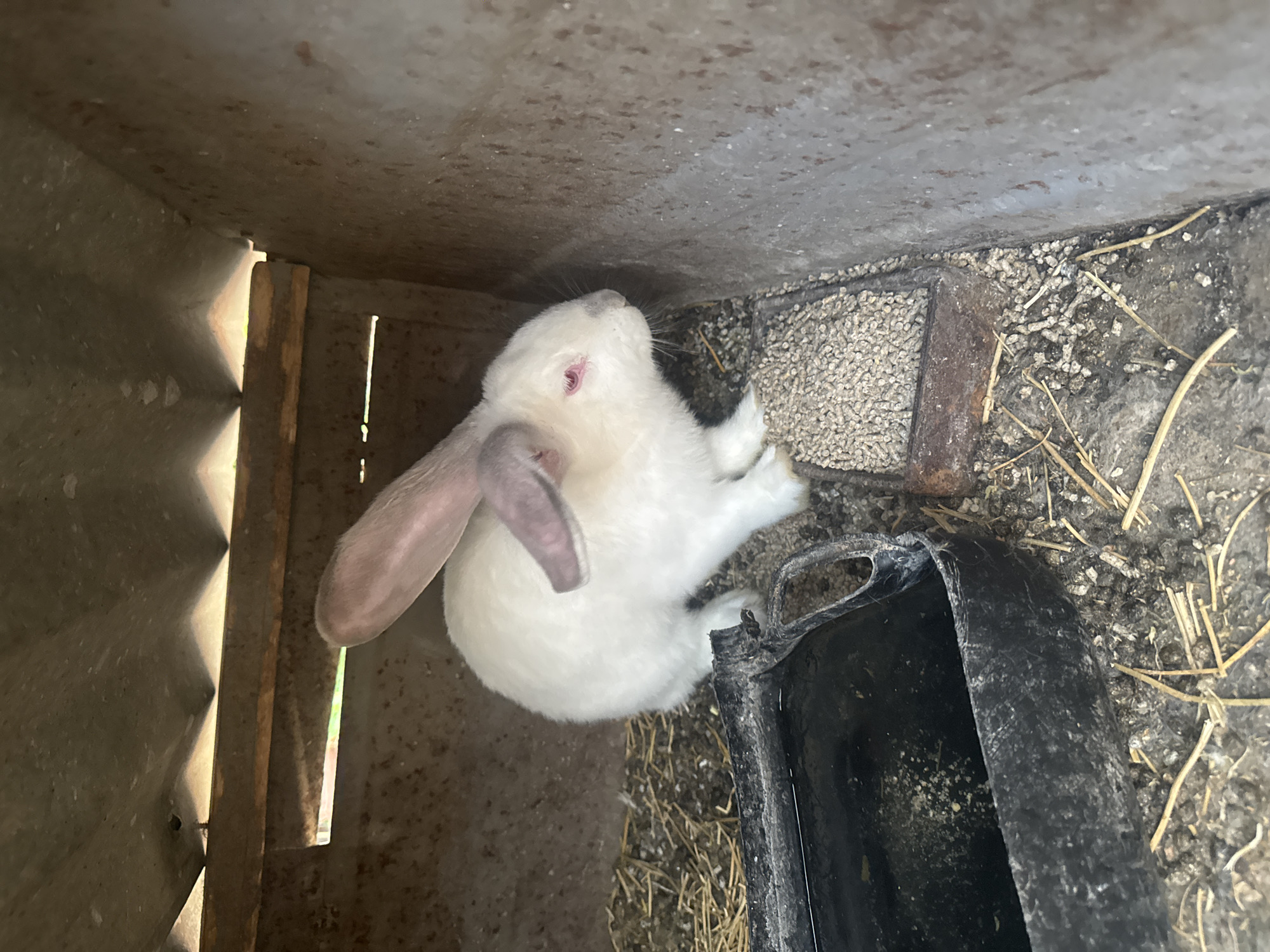 A top-down shot depicts a white rabbit with pink eyes and long ears inside a cage, presumably in Sarnevo, Bulgaria. The cage appears to be constructed of corrugated metal sheets and wood, with gaps visible. The rabbit is situated near a metal feeder filled with rabbit pellets, and a black water trough. The floor is littered with straw and scattered pellets. No people are visible.
