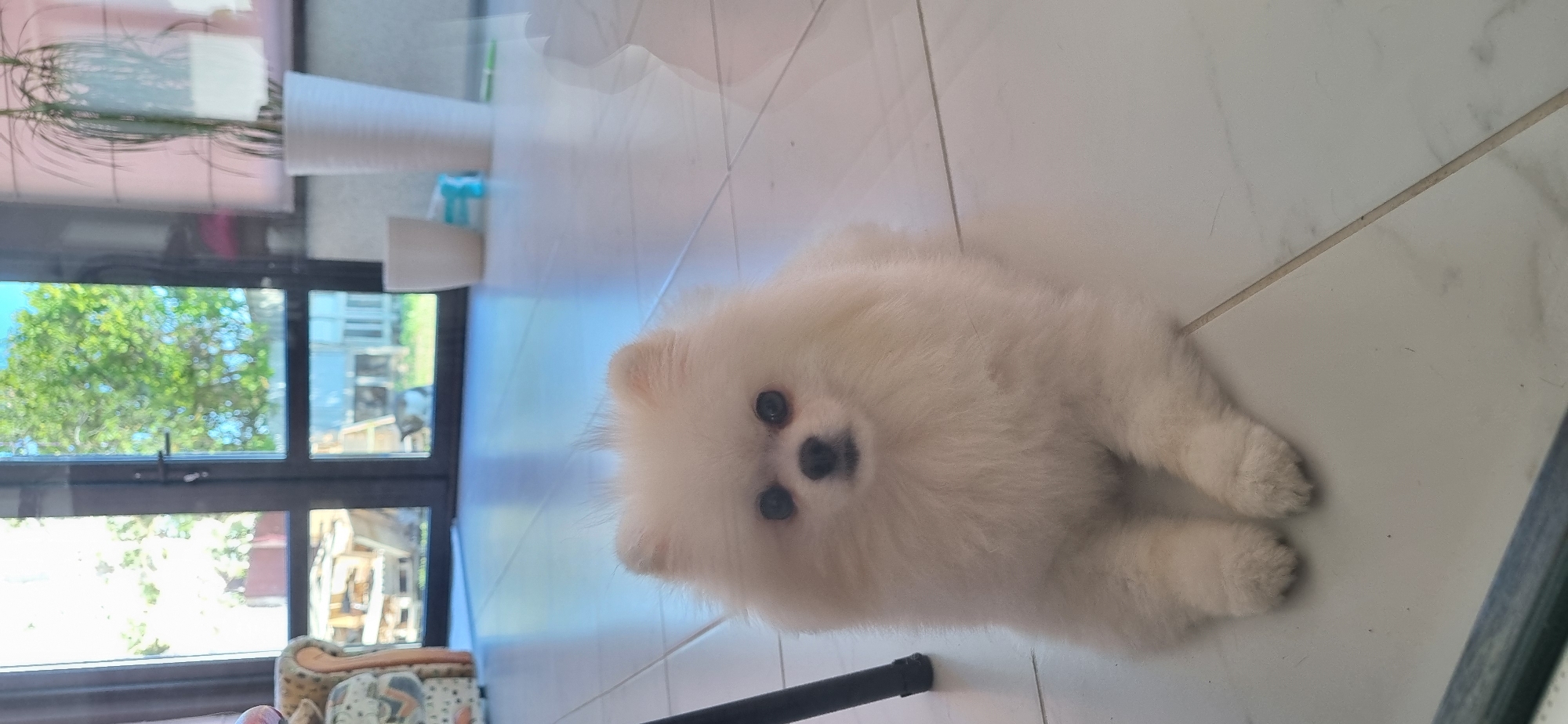 A white Pomeranian dog is lying on a tiled floor indoors. The dog is facing the camera, with its front paws crossed. It has dark eyes and a black nose. In the background, through a glass door, there is an outdoor scene with trees and some wooden structures. There are also some potted plants and other objects visible indoors. The lighting suggests it is daytime.
