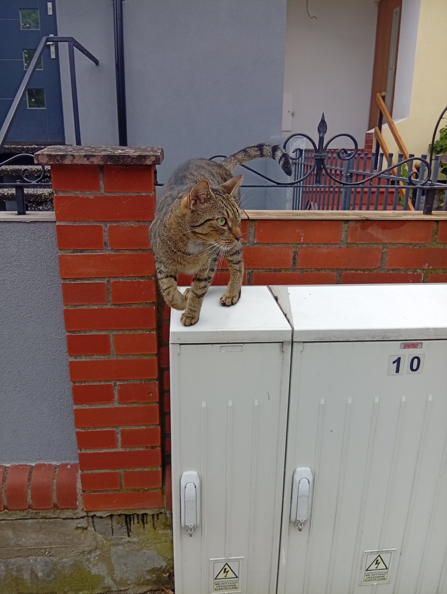 A tabby cat is walking on top of two white utility boxes, one of which is labeled with the number 10. The boxes are positioned against a brick wall and a gray wall of a building. A black metal fence is visible behind the brick wall. The scene appears to be in an urban or suburban setting, possibly in Wrocław, Poland, given the Polish text on a warning sticker on the rightmost utility box.