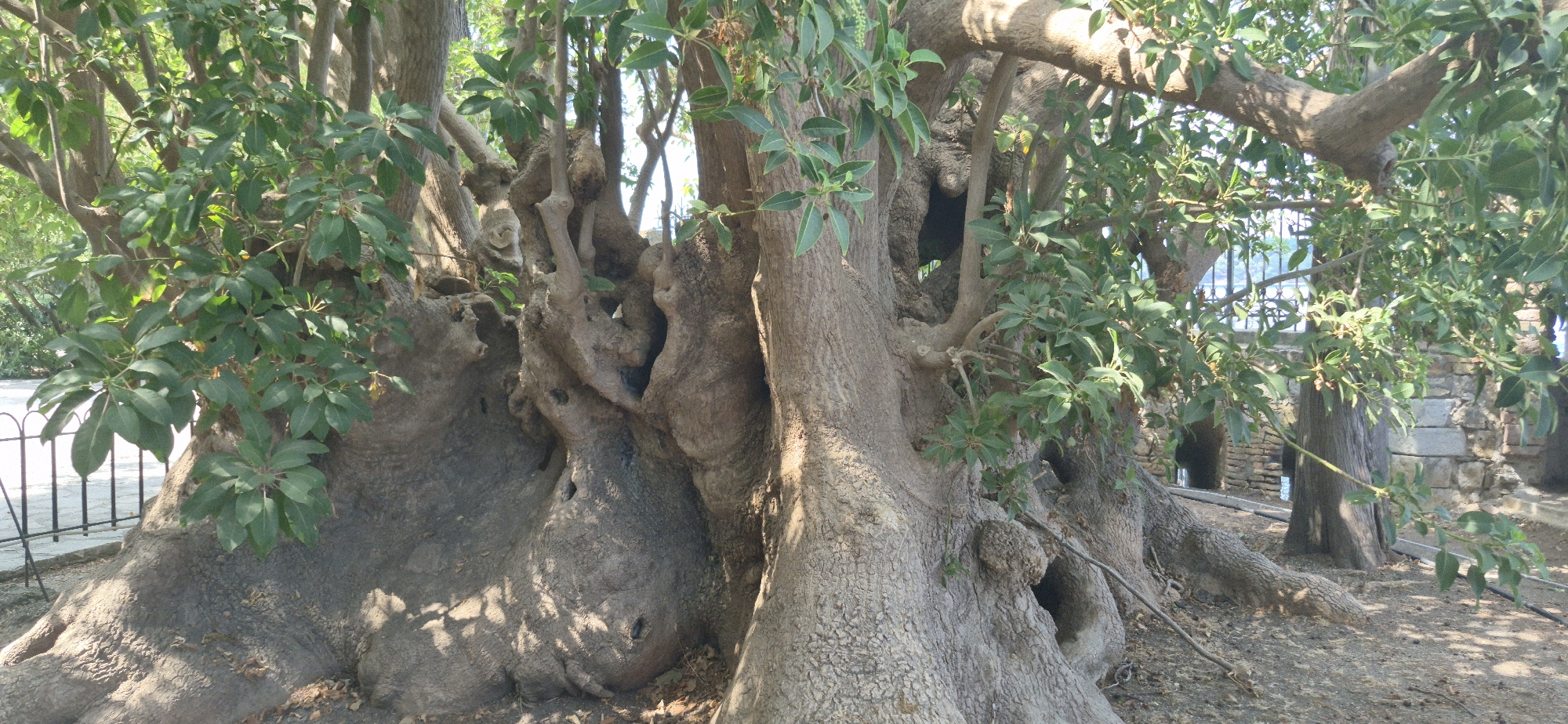 This is a daytime, outdoor, medium shot image of a very large, ancient, gnarled tree with a thick, textured trunk. The tree has many branches and is covered in lush green leaves. In the background, a black metal fence is visible, along with stone structures and a body of water, possibly the sea. The ground is covered in dirt and fallen leaves. The scene is located in the city of Corfu, Greece, specifically in front of the Old Fortress, which is a UNESCO World Heritage site. The tree appears to be a fig tree, a common sight in the Mediterranean region.