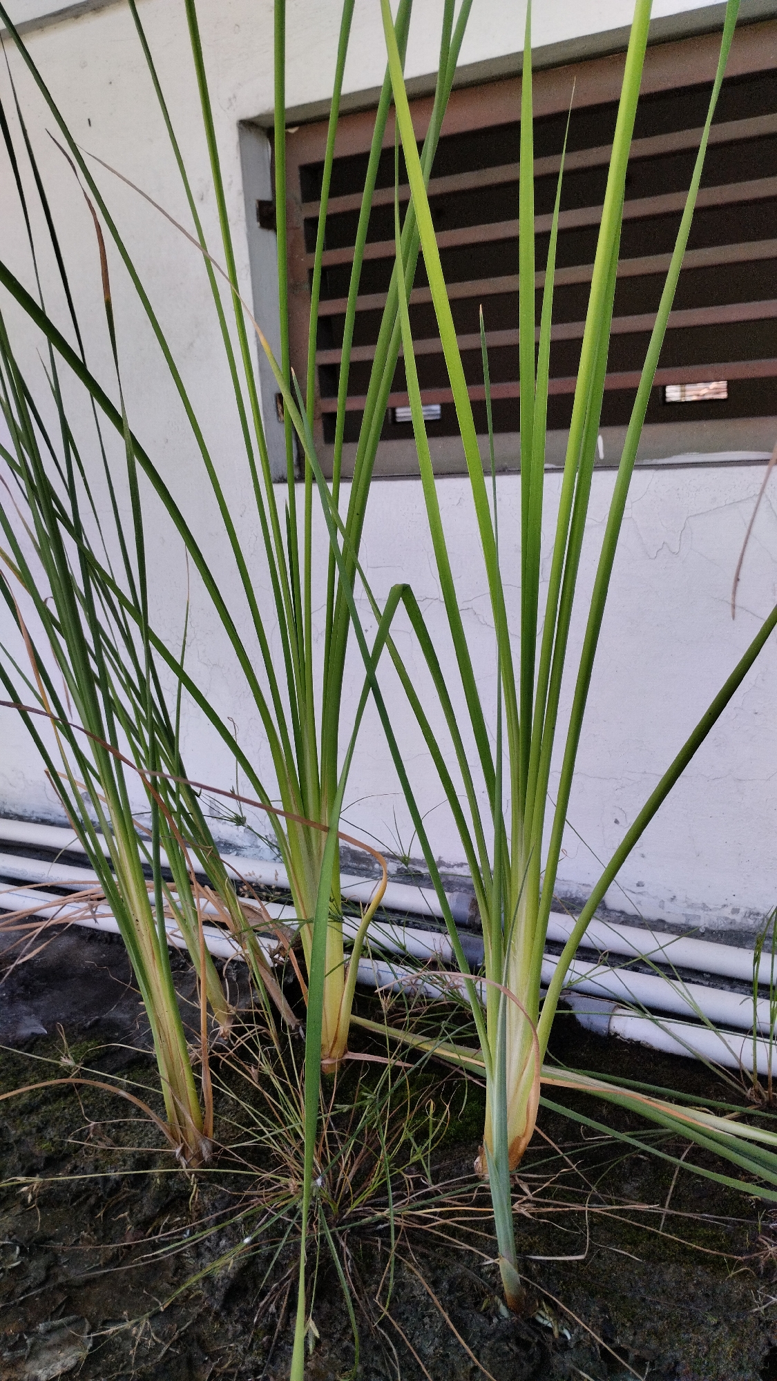 This is a photograph taken outdoors in the city of Tanjungsari, Indonesia. The image features a close-up view of several tall, green grass-like plants with long, slender leaves. The plants are growing in dark soil, with some dry grass and roots visible at their base. In the background, there is a white wall with a window that has horizontal brown louvers. Two white pipes run horizontally along the base of the wall. The lighting suggests it is daytime, possibly overcast. There are no people or animals present in the image.