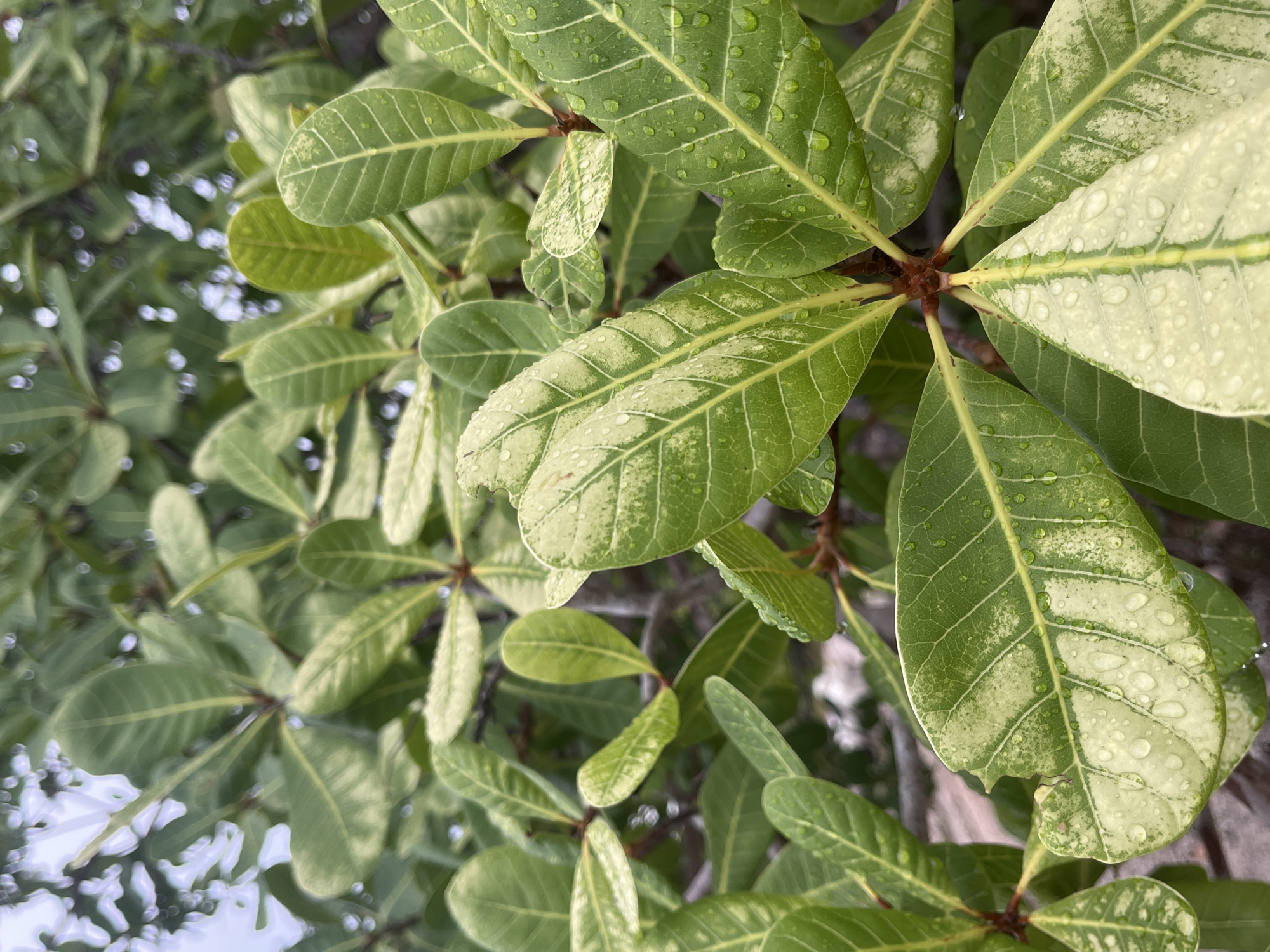 This image shows a close-up of green leaves on a tree, some of which have variegation with patches of yellow and white. Water droplets are visible on the surface of the leaves, suggesting recent rain or dew. The background is softly blurred, showing more foliage and hints of sky or bright light. There are no people or discernable man-made objects in the immediate foreground. The scene appears to be in a natural or garden setting, possibly in ตำบลเกาะพะงัน, Thailand, given the context.