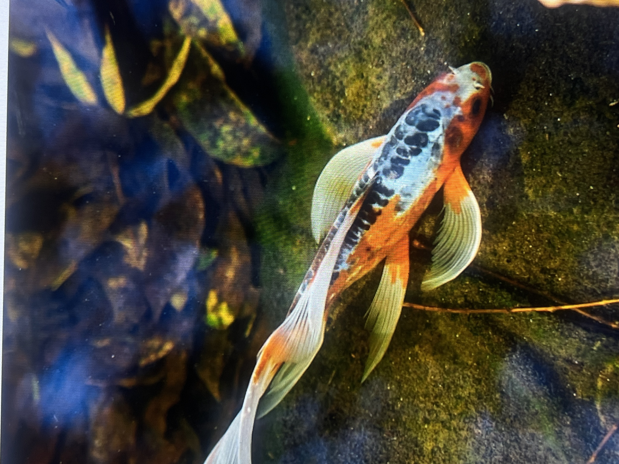 A koi fish with white, orange, and black markings swims in a body of water. The fish has a long, flowing tail and fins. The water appears to be murky, with some aquatic plants and debris visible in the background. The lighting is dim, creating a dramatic effect. This scene is not in Casablanca, Morocco.