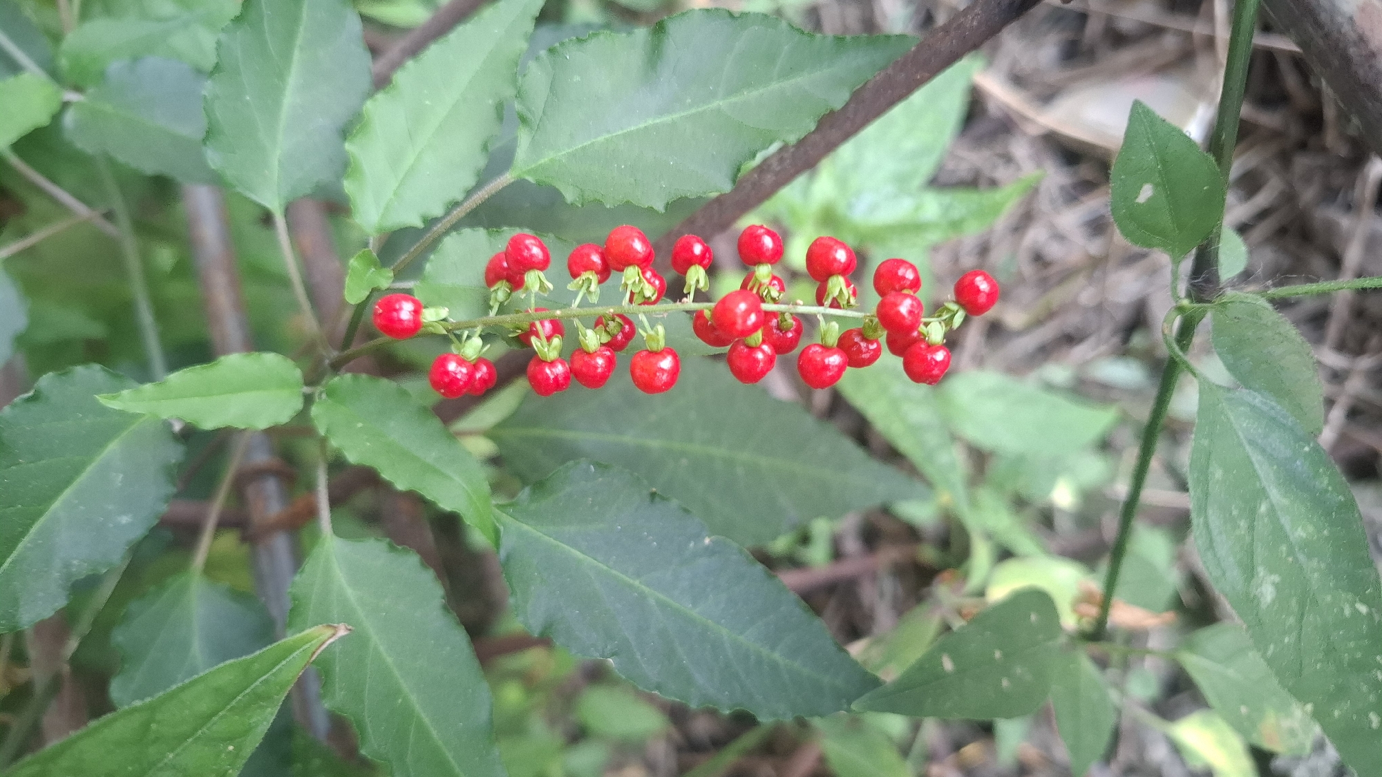 A close-up, vertically oriented shot captures a cluster of small, bright red berries hanging from a thin stem, surrounded by green foliage. The berries are spherical and appear to be attached in pairs or small clusters along the stem. The leaves are a deep green, with some showing slight discoloration or imperfections. The background is softly blurred, suggesting a natural environment with hints of brown earth and dried vegetation on the ground. The image is well-lit, with natural light illuminating the berries and leaves. The setting is Rahong, Indonesia, a rural area known for its natural landscapes and agricultural activities.