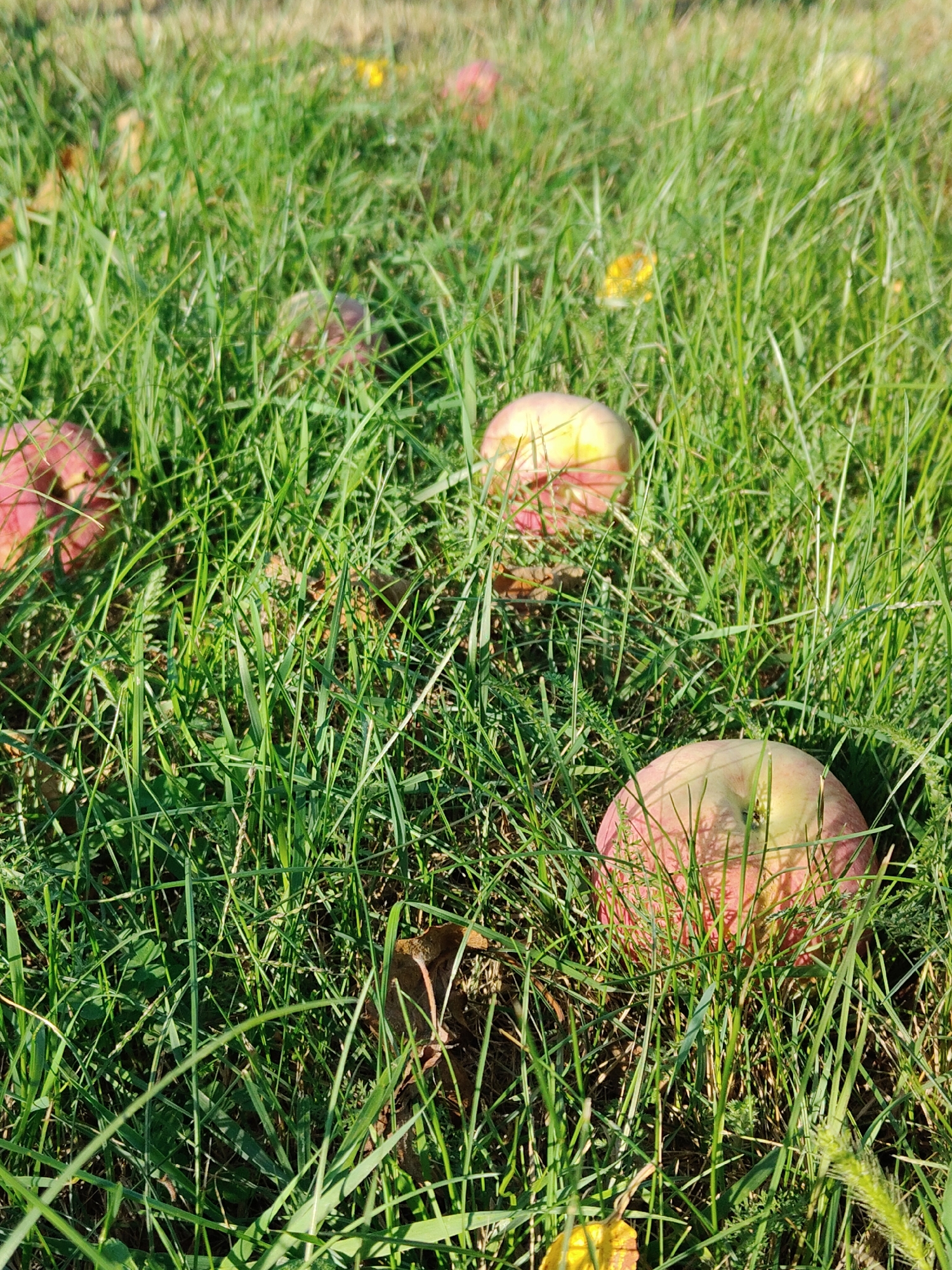 The image depicts a close-up, eye-level view of several apples scattered on a grassy area. The grass is green and appears somewhat tall, with individual blades clearly visible. The apples are round and show a mix of red and yellow coloration, suggesting they are ripe. Some apples are partially obscured by the grass, indicating they have fallen. The background is blurred, but suggests more grass and possibly some fallen leaves, hinting at an outdoor environment, potentially an orchard or a park. There are no people or animals visible in the image. The lighting suggests it is daytime, with shadows cast by the grass onto the apples. The scene is static and appears to be a still photograph of fallen fruit. The location is not specified within the image or context.