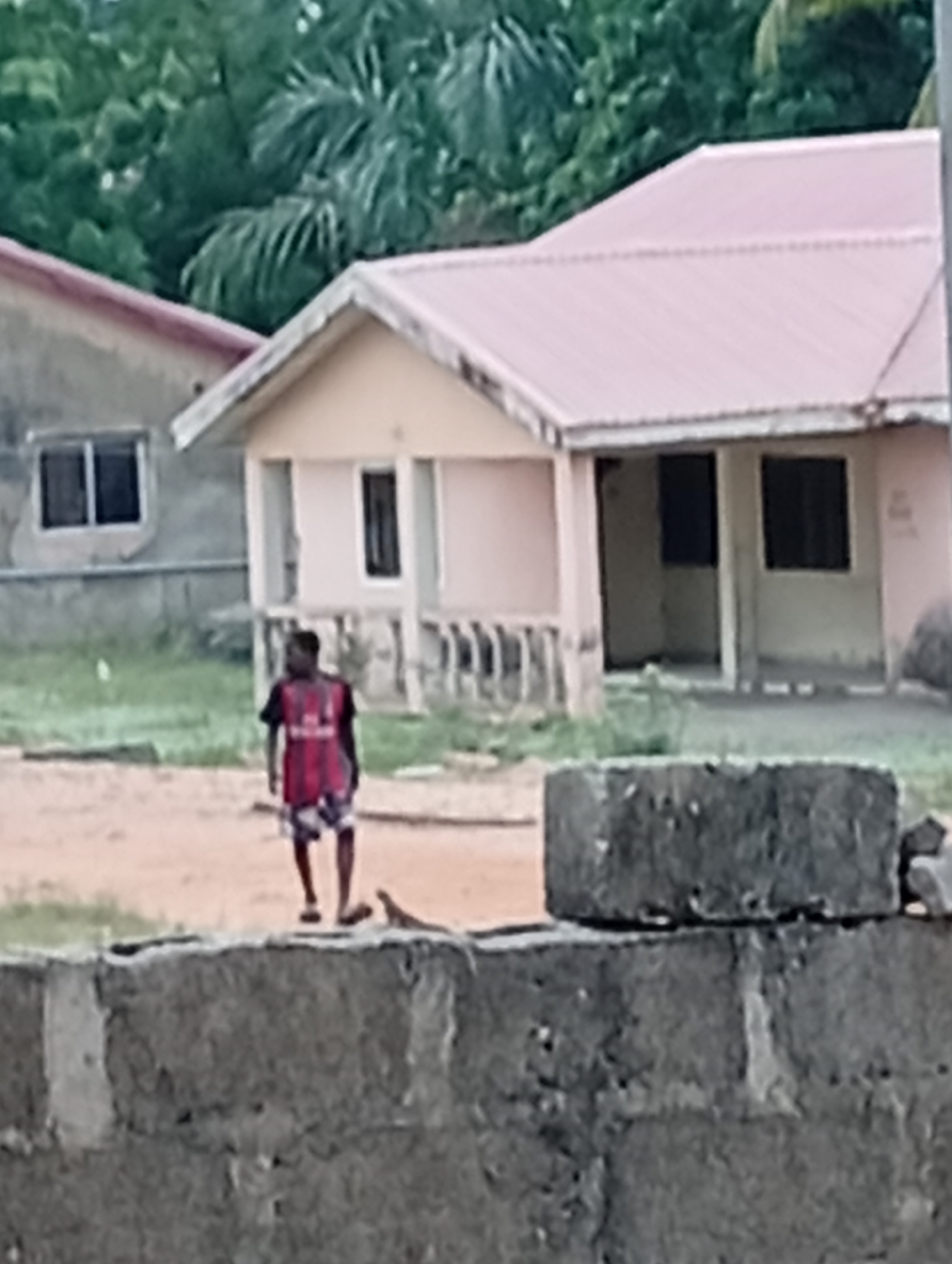 This image depicts an outdoor scene in Adankolo, Nigeria, featuring a person walking in front of residential structures. In the center, a young male individual is seen walking from left to right across an unpaved, sandy-colored area. He is wearing a red and black short-sleeved shirt, which appears to be a sports jersey with an indistinct logo, and patterned shorts. A small, light-colored creature, possibly a lizard, is visible on the ground near his feet.
In the mid-ground, behind the person, stands a single-story house with light peach-colored walls and a reddish, corrugated metal roof. It has an open porch area and dark, rectangular windows and doorways. To the left and slightly behind this house, another residential structure with grey, unfinished-looking walls and a darker red roof is partially visible. The ground surrounding these houses is a mix of dirt and patches of green grass.
The background of the image is filled with lush, dense green foliage, indicating numerous trees and bushes. In the immediate foreground, a low, rough concrete block wall is present, partially obstructing the view of the lower portion of the scene.
The lighting suggests it is daytime, with soft, diffuse light indicating either an overcast sky or the early morning/late afternoon hours, as there are no harsh shadows. No decipherable text is visible on any of the objects or clothing. The scene conveys an everyday moment in a residential or semi-rural environment.