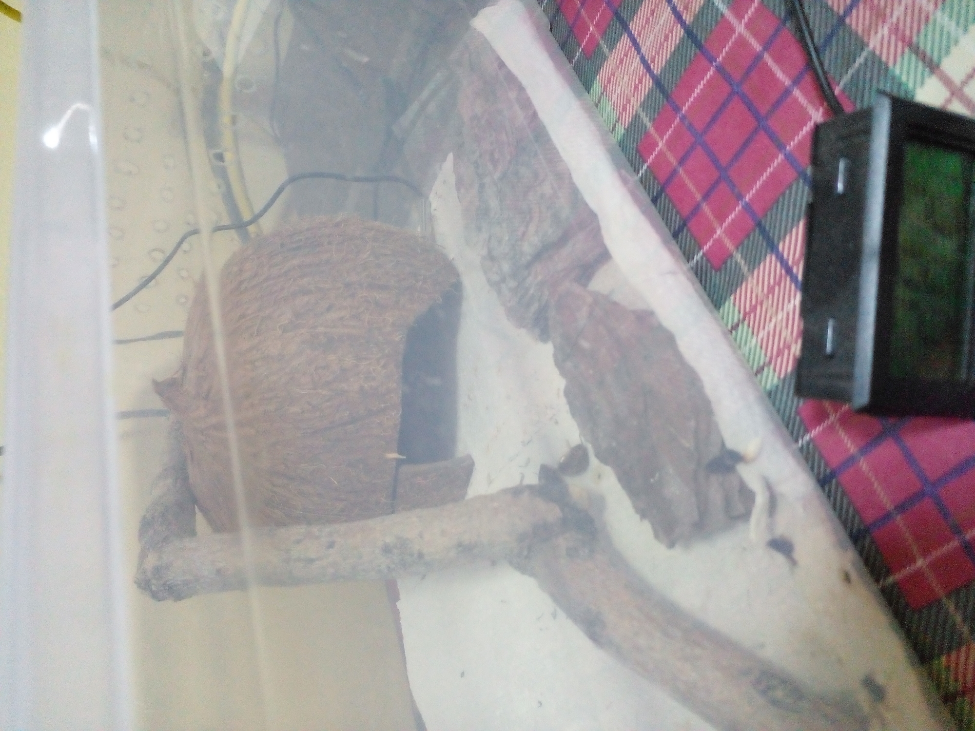A clear plastic enclosure with a red and green plaid blanket beneath it contains a reptile habitat. Inside the enclosure, a coconut shell with an opening is placed on a white substrate. A piece of driftwood leans against the coconut shell. Several pieces of bark are also present within the enclosure. A black digital thermometer-hygrometer is visible at the bottom right of the image, displaying readings. The enclosure appears to be on a surface covered by the blanket. The background is out of focus and shows a wall with what looks like ventilation holes.