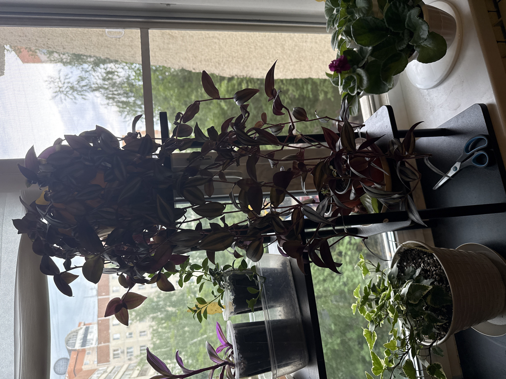 A close-up, eye-level shot captures a cluster of houseplants on a windowsill against a backdrop of a cloudy sky and a building in Moscow, Russia. The foreground features a variegated English ivy plant in a textured pot. To its right, an African violet with a purple bloom is visible. In the center, a tall, dark-leaved plant cascades downwards from a black tiered stand. Behind the ivy, two smaller plants are in clear plastic containers. The window offers a view of a multi-story building with orange and white facades, partially obscured by green trees. A pair of blue-handled scissors rests on the lower tier of the plant stand. The lighting is soft, suggesting an overcast day.