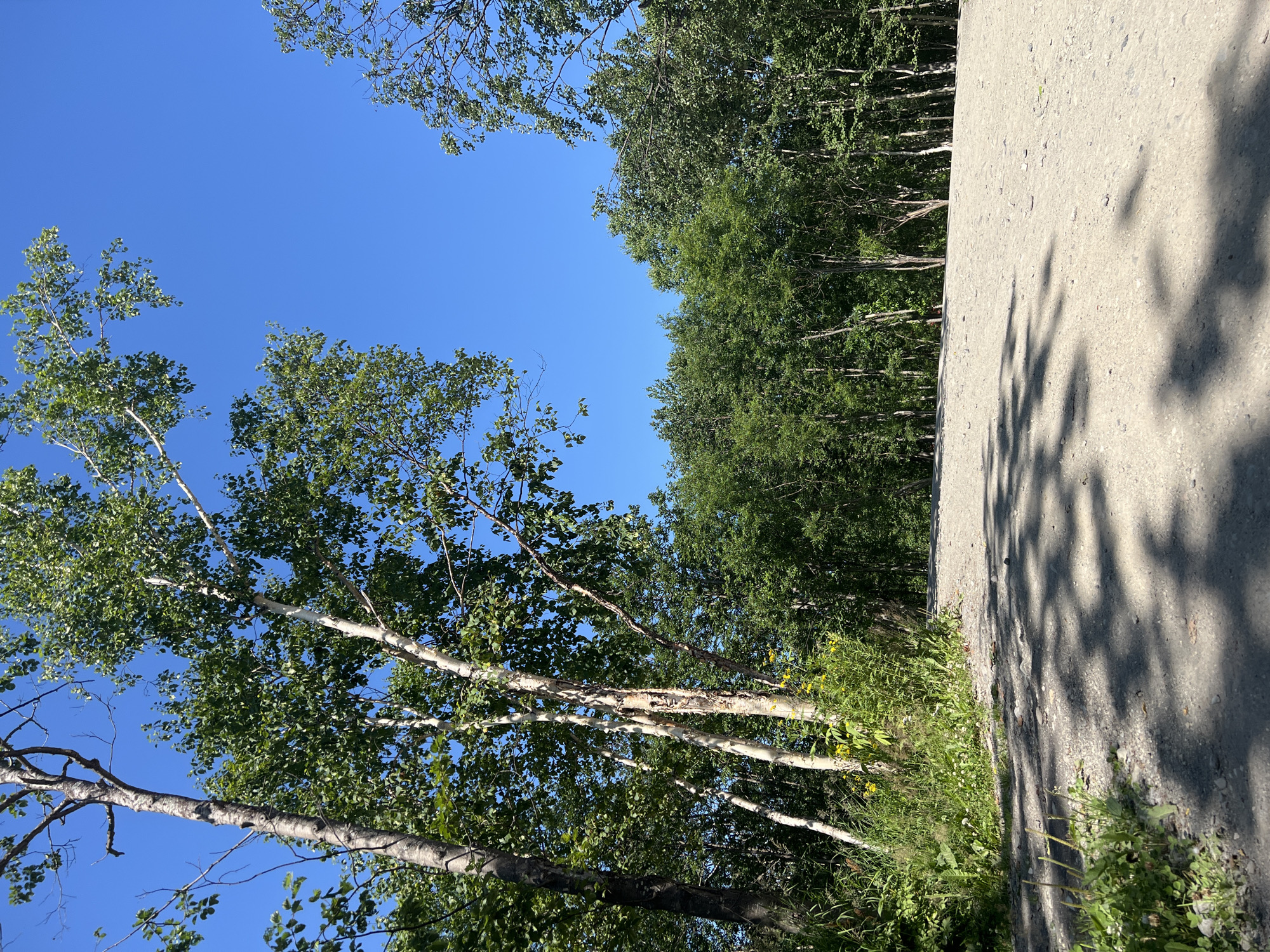 This is a medium shot, eye-level, natural light photograph taken in Paratunka, Russia, on a clear, sunny day. The foreground is dominated by a wide, dirt path that curves to the right and recedes into the distance. The path is covered in light-colored gravel and stones, with dappled shadows from unseen trees stretching across its surface. To the left of the path, a patch of green grass and wildflowers grows along the edge.
The background is filled with a dense forest of deciduous trees, their green leaves forming a lush canopy. The trees vary in height and species, with some thin, white-barked trees, possibly birches, standing out amongst the darker foliage. The sky above is a vibrant, cloudless blue. The scene appears to be an outdoor recreational area or a quiet roadside, suggesting a natural setting within or on the outskirts of Paratunka. There are no people or animals visible in the image.
