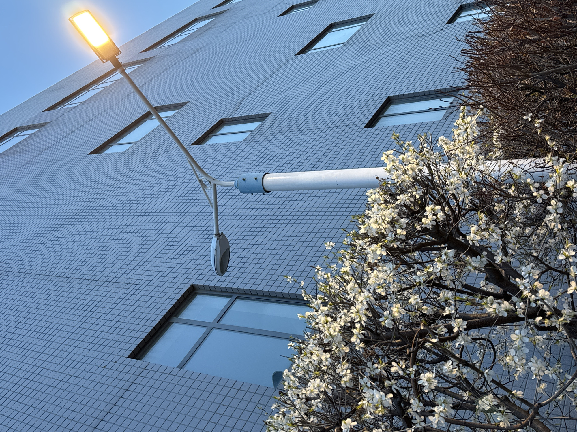 A low-angle shot features a building facade constructed with a grid of small, light-blue tiles. The building has rectangular windows with dark frames. A street lamp with a cylindrical pole extends from the facade, its light illuminated. A blooming tree with white flowers is positioned on the right, partially obscuring the building. Bare branches from another tree are also visible. This urban scene is likely in Zhongtun, China.