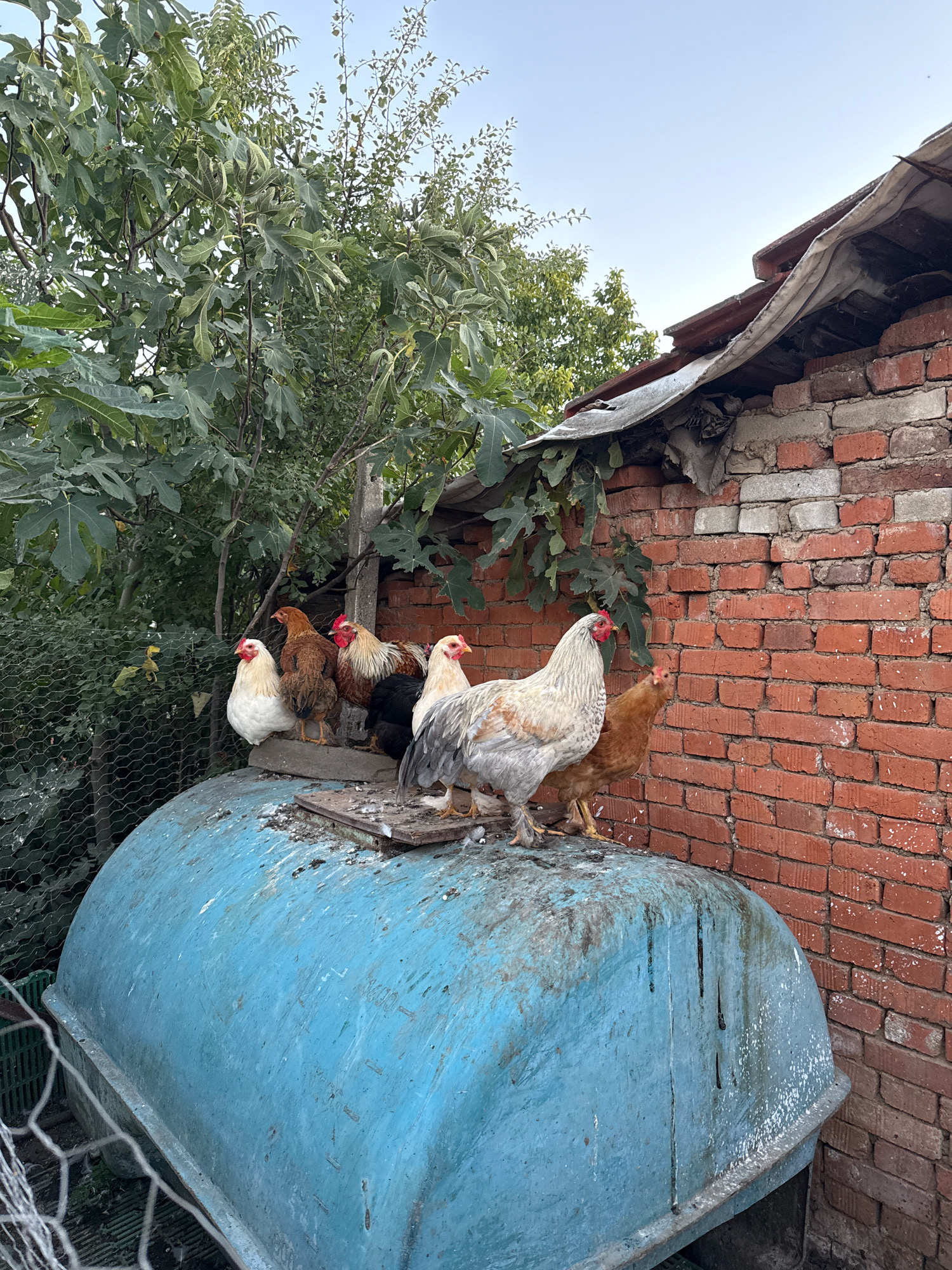 A flock of chickens are perched on top of a weathered, curved blue structure, possibly a water tank or storage container, in a rural outdoor setting. The chickens, varying in color from white to brown and black, are mostly facing towards the left of the frame. Behind them, a rustic brick wall forms the background, with green foliage from trees and bushes visible to the left and a partially visible, dilapidated roof structure on top of the wall. The scene suggests a farm or backyard in Ekzarh Antimovo, Bulgaria.