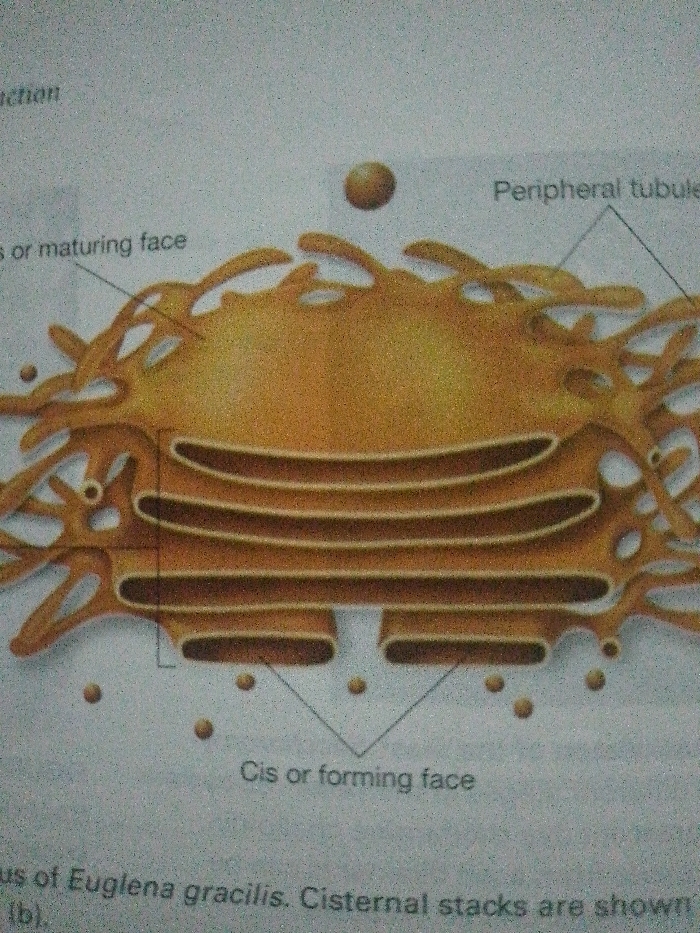 The image is an illustration of the Golgi apparatus, a key organelle in eukaryotic cells. The structure comprises flattened, membrane-bound sacs called cisternae arranged in stacks. The "cis" or forming face is located at the bottom of the illustration, while the "trans" or maturing face is at the top. Peripheral tubules extend outward. Small vesicles are budding off both faces, representing the packaging and transportation of proteins and lipids. The structure is found in Euglena gracilis, with the cisternae shown in stacks.