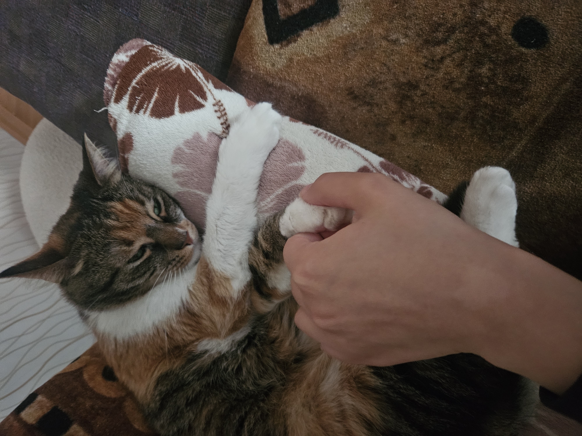 The image displays an indoor scene featuring a domestic cat and a human hand, set in a domestic environment, likely in Yambol, Bulgaria.
The main subject is a calico or tortoiseshell cat, characterized by its mottled brown, black, and orange fur with significant white patches on its chest and paws. The cat appears relaxed and content, with its eyes partially closed, resting on its back against a patterned cushion or pillow. Its white front paws are prominent, with one gently held by a human hand, suggesting an affectionate interaction or playful moment. The cat's other front paw is wrapped around the cushion.
The setting includes a patterned cushion with brown and white abstract or cowhide-like designs, providing a cozy resting spot for the cat. Behind the cushion and the cat, a darker brown, textured fabric, possibly part of a sofa or another blanket, is visible. The lighting is soft and warm, characteristic of an indoor setting.
No specific time of day or weather conditions can be discerned from the image, but the overall atmosphere suggests comfort and companionship. There is no visible text in the media file.