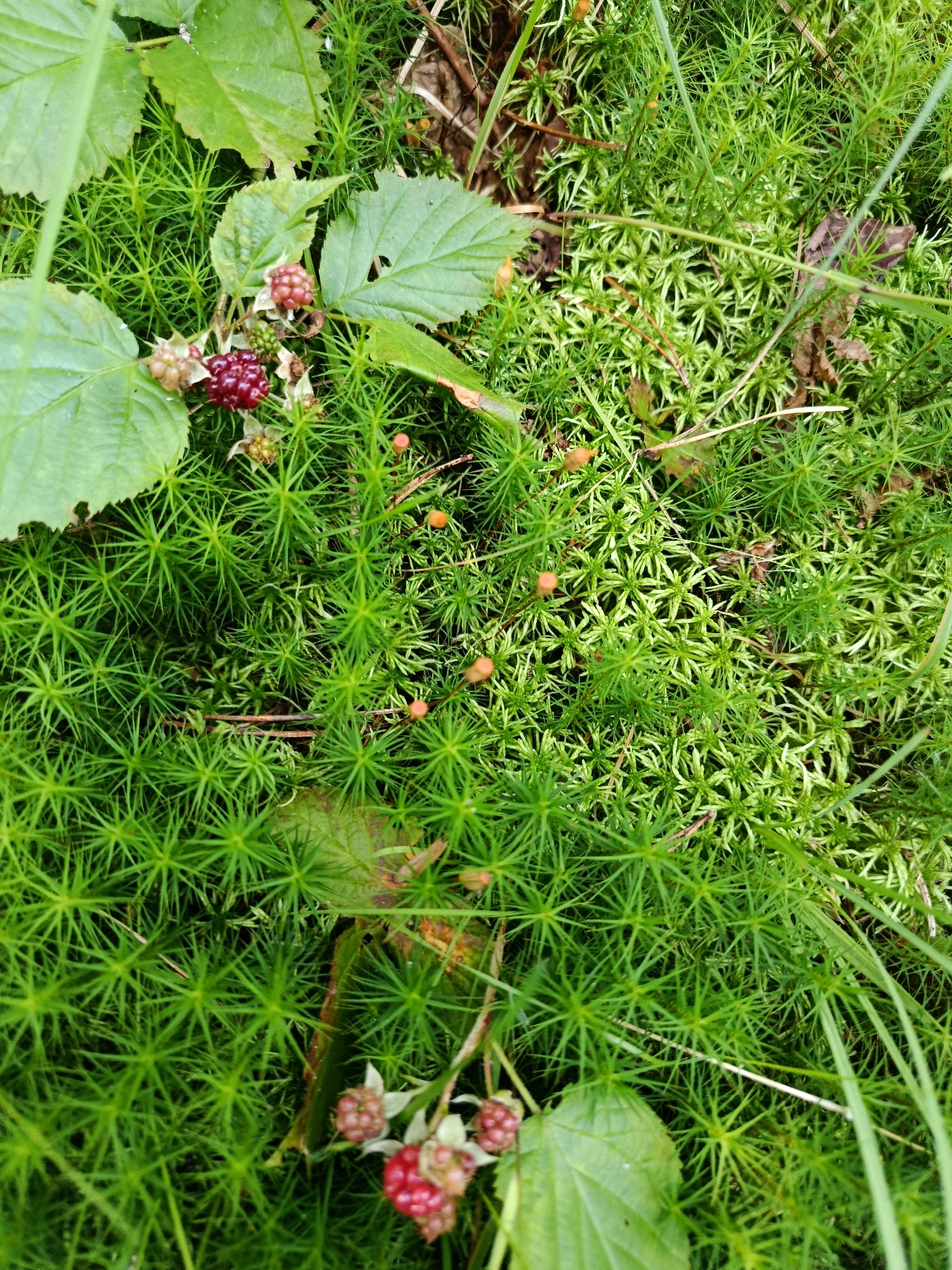A close-up, overhead view of a forest floor in Boruduki, Russia, is captured in this image. The scene is dominated by vibrant green moss, which forms a dense carpet with a star-like texture. Interspersed within the moss are several small, reddish-purple raspberries, some appearing ripe and others still green or developing. A few green leaves, some showing signs of damage, are also visible, along with dried brown leaves and thin, twig-like debris. The lighting suggests an outdoor, natural environment, likely during daylight hours. No people or animals are present in the frame.