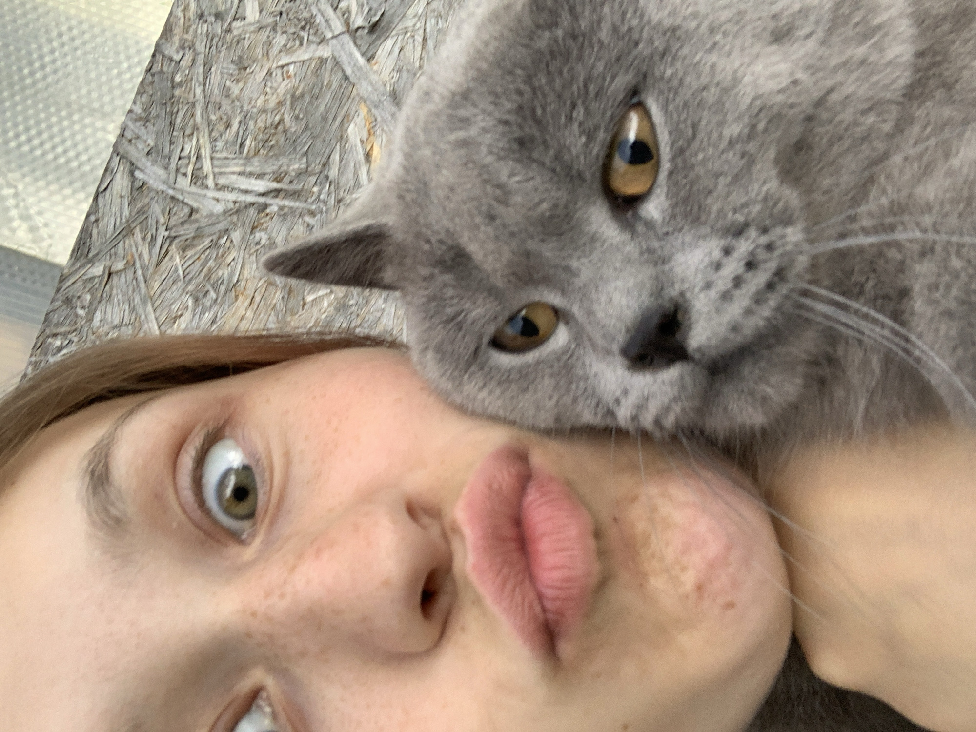 A selfie shows a fair-skinned person with freckles making a kissing face, positioned with a gray cat resting its head on their face. The person's eyes are wide open. The cat has golden eyes and a dark nose. The background includes a wooden surface. No information in the image indicates a location in Фоки, Russia.