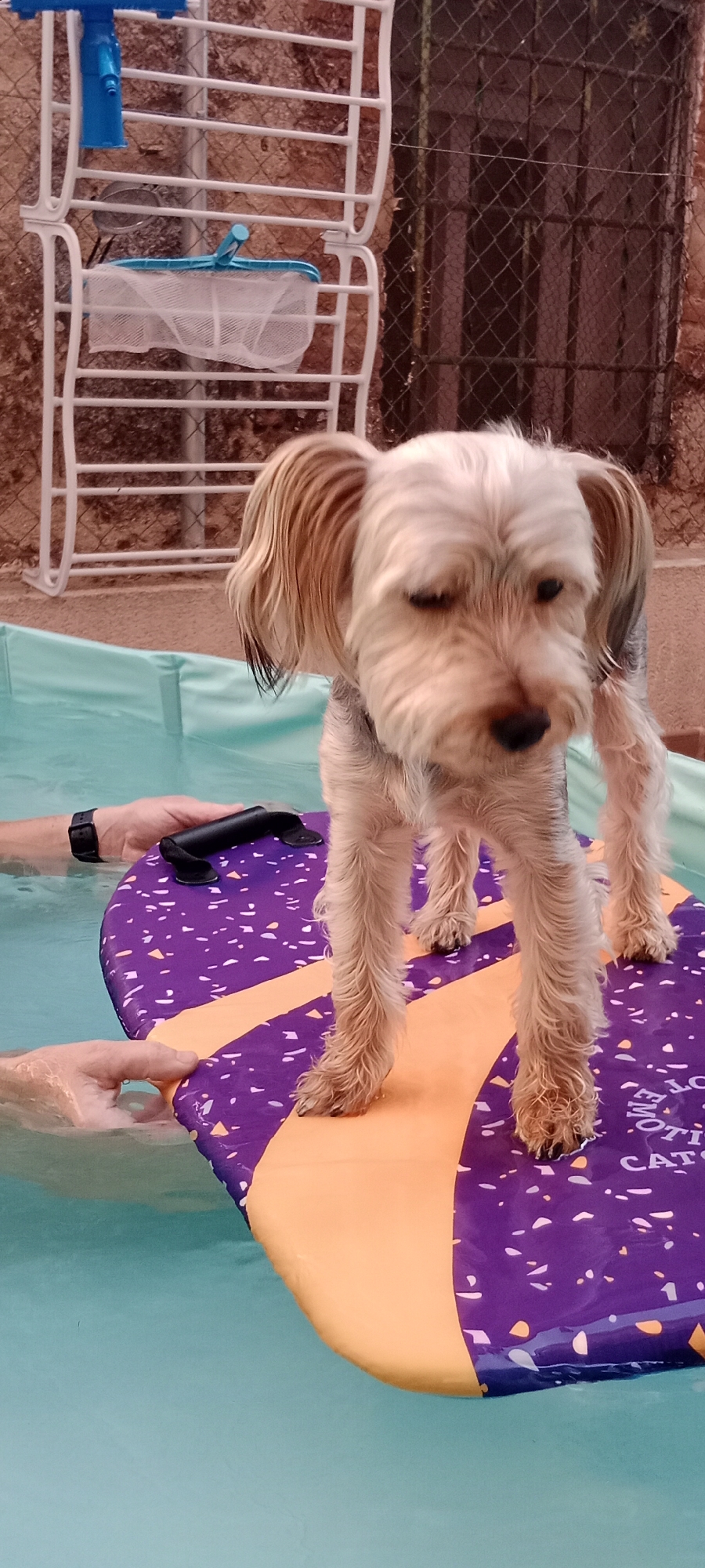 A small, light-colored dog stands on an orange and purple patterned flotation device in a shallow, turquoise pool. The dog, which appears to be a Yorkshire Terrier or similar breed, has floppy ears and dark eyes, and its fur is wet. The flotation device has a handle and is partially submerged in the water. Two hands are visible in the water, one wearing a black watch, supporting the flotation device. In the background, a white rack holds pool cleaning equipment, including a blue skimmer. A chain-link fence and a stone wall are also visible behind the pool. The scene appears to be outdoors, possibly in a backyard or patio area, in Galapagar, Spain, indicated by the distinct style of the stone wall and fencing.