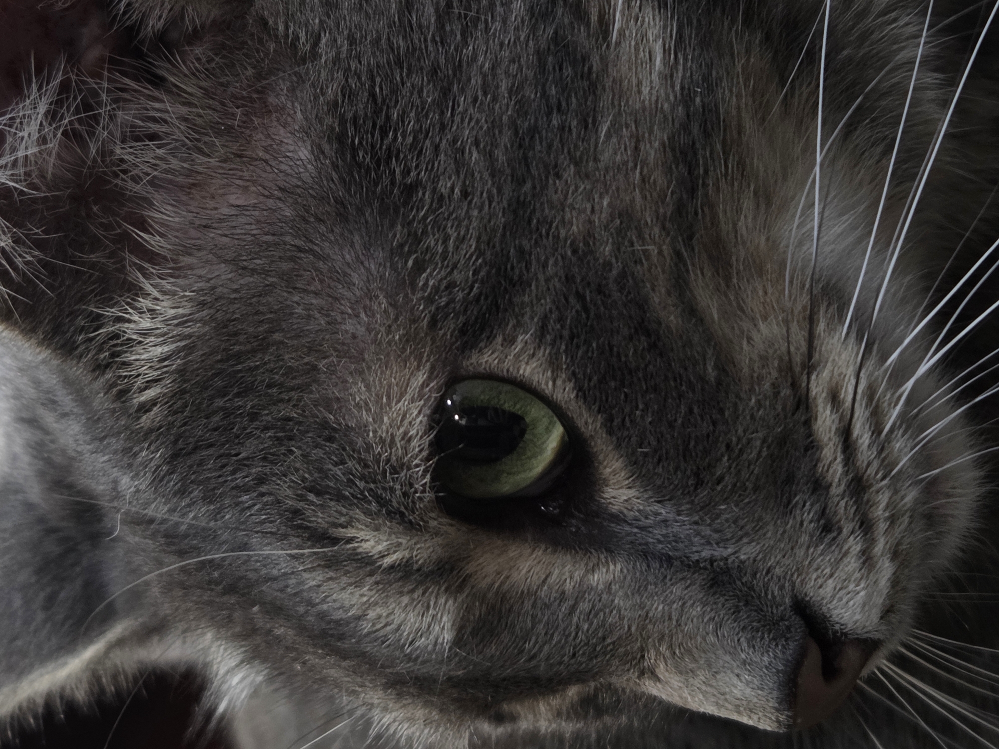 A close-up, side profile shot of a grey tabby cat's face is presented. The cat's fur is a mix of dark grey and lighter grey stripes. Its left eye, a vibrant green, is clearly visible, with a reflection of light glinting off its pupil. The cat's whiskers, thin and white, fan out from its muzzle. The background is dark and indistinct, drawing all focus to the cat's features. There are no visible elements of an urban environment.