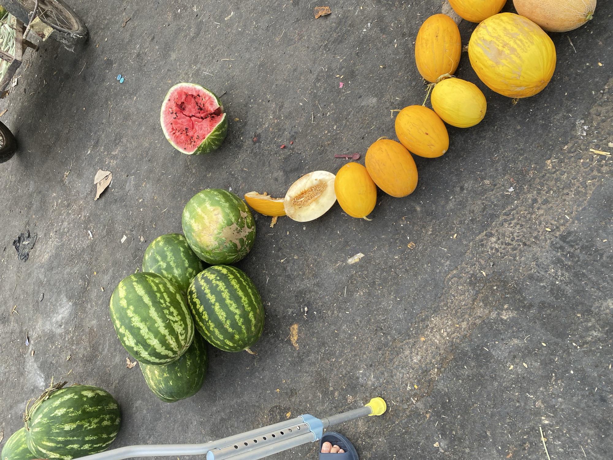 The image depicts a ground-level view of various fruits, primarily watermelons and cantaloupes, scattered on a dark, asphalt-like surface. In the foreground, a metal crutch with a yellow rubber tip stands upright, with a person's foot wearing a dark sandal resting near its base. Several whole watermelons, characterized by their green striped exteriors, are arranged in clusters. One watermelon in the upper right quadrant of the image is cut in half, revealing its red, juicy interior with visible seeds, and appears to have been partially eaten or damaged, with some black specks possibly being insects. To the left of the cut watermelon, a halved cantaloupe with a lighter orange flesh and a visible seed cavity is present. A row of several small, oval, yellow cantaloupes extends diagonally across the lower right portion of the image. In the background, the wheels and frame of a rustic cart are visible. The ground surface shows signs of wear, with scattered debris such as small stones, dirt, and what appear to be dried plant fragments. The overall scene suggests an outdoor market or roadside stall, likely in Bougara, Algeria, where fruits are being sold.
