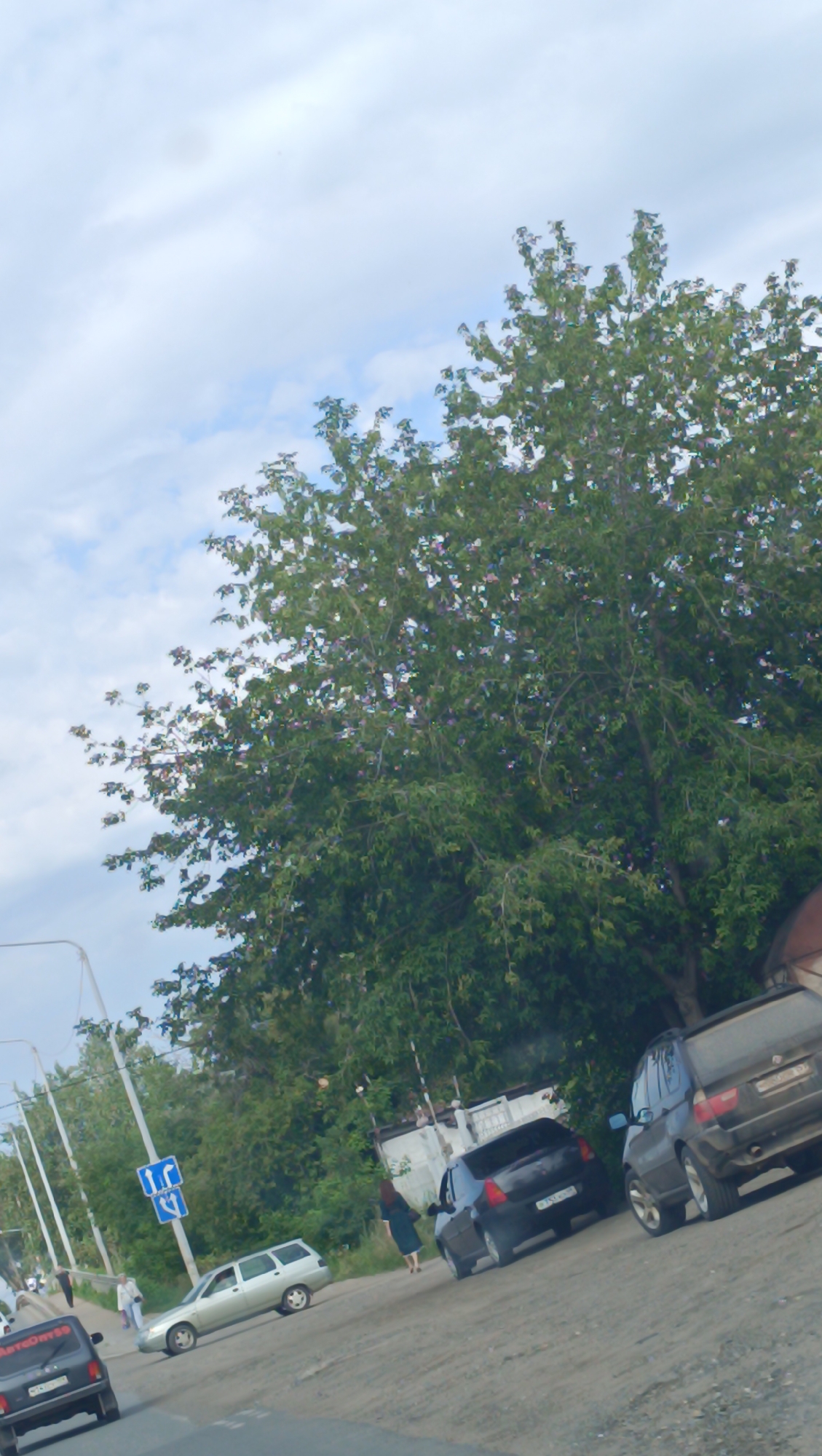 The image depicts a street scene in Chaikovsky, Russia, characterized by a predominantly green, leafy tree with sparse pink blossoms dominating the upper portion of the frame. A cloudy sky with patches of blue is visible above the tree. In the foreground, a gray asphalt road curves to the left. Several vehicles are present: a black car with a license plate that appears to read "N143CV59" is parked on the left side of the road, facing away from the viewer. Further down the road, a silver station wagon is parked and facing left. A dark-colored sedan is positioned on the right side of the road, also facing left, with its rear towards the viewer. Another larger, dark-colored SUV is parked to the right of the sedan, facing left. A woman in a dark dress is standing on the dirt shoulder next to the dark sedan, facing the vehicles. A blue road sign with white arrows is visible on a pole. In the background, there are more trees and some buildings, including a white structure with a light-colored roof. The overall lighting suggests it is daytime.