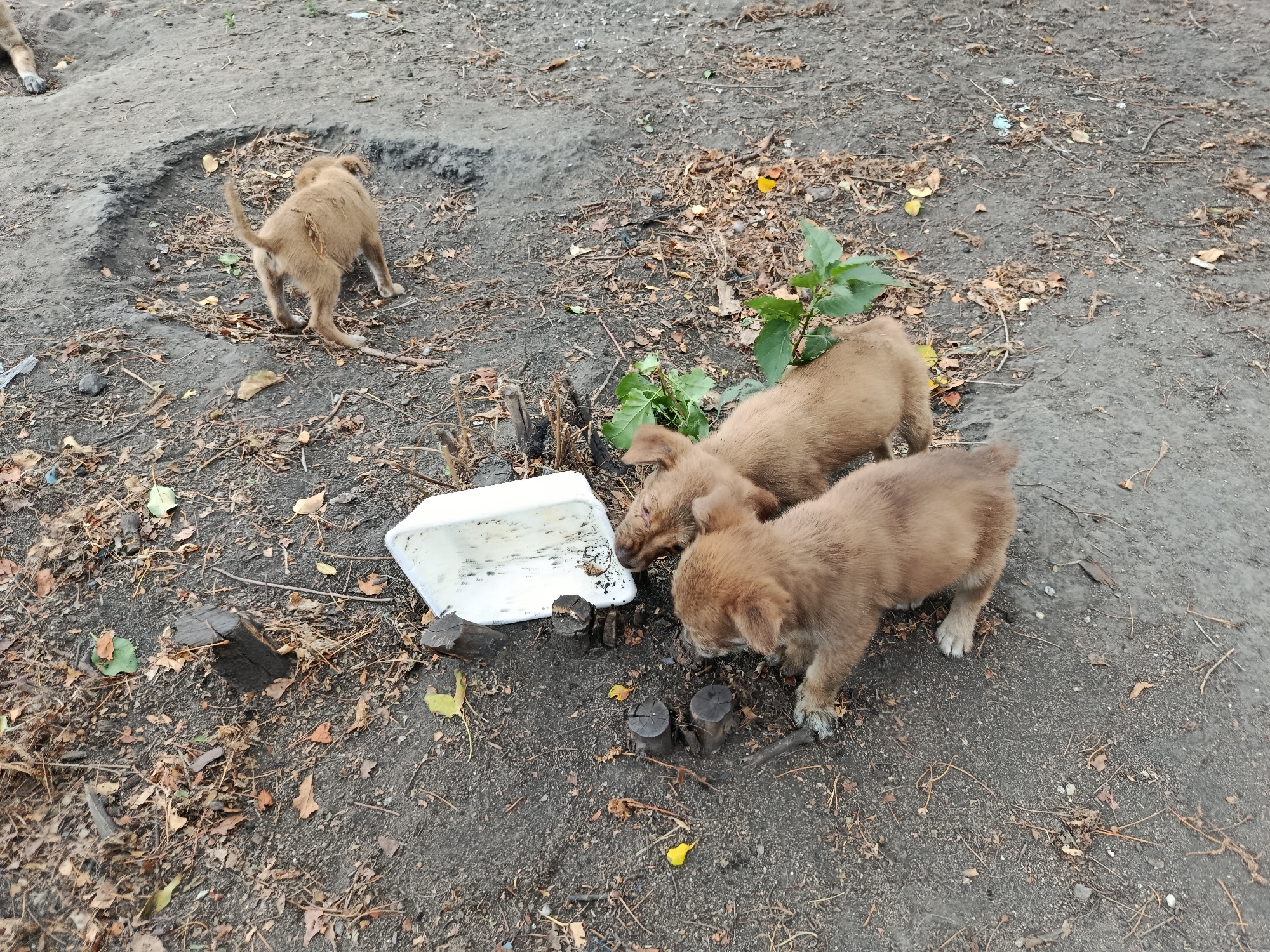 Four light brown puppies are on a dirt ground in Saran, Kazakhstan. One puppy is facing away from the camera and appears to be digging. Three other puppies are clustered around a white plastic tub, with two of them sniffing inside it. The ground is covered with fallen leaves, twigs, and debris. There is also a small green plant growing near the tub. The scene suggests a casual outdoor setting, possibly a backyard or a park.