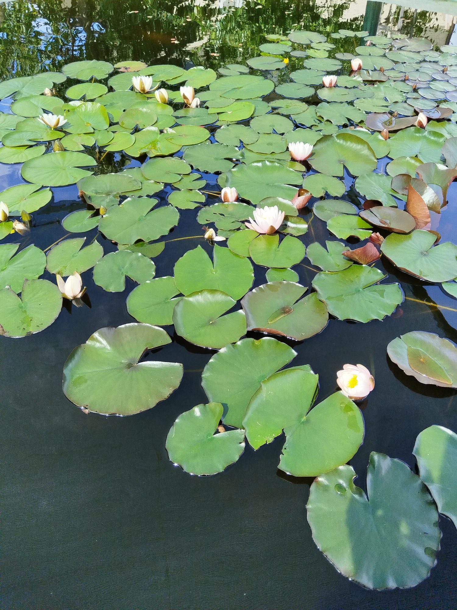 An outdoor, high-angle shot depicts a pond filled with numerous lily pads and several water lilies. The water is dark and reflects the surrounding environment, including trees and what appears to be a building or fence. Several of the water lilies are in bloom, displaying white or pale pink petals with yellow centers. Other lily pads are closed or in bud form. Some lily pads exhibit brown, dried edges. The scene is set in Losino-Petrovsky, Russia, specifically at the ponds of the Zolotoy Kolos sanatorium.