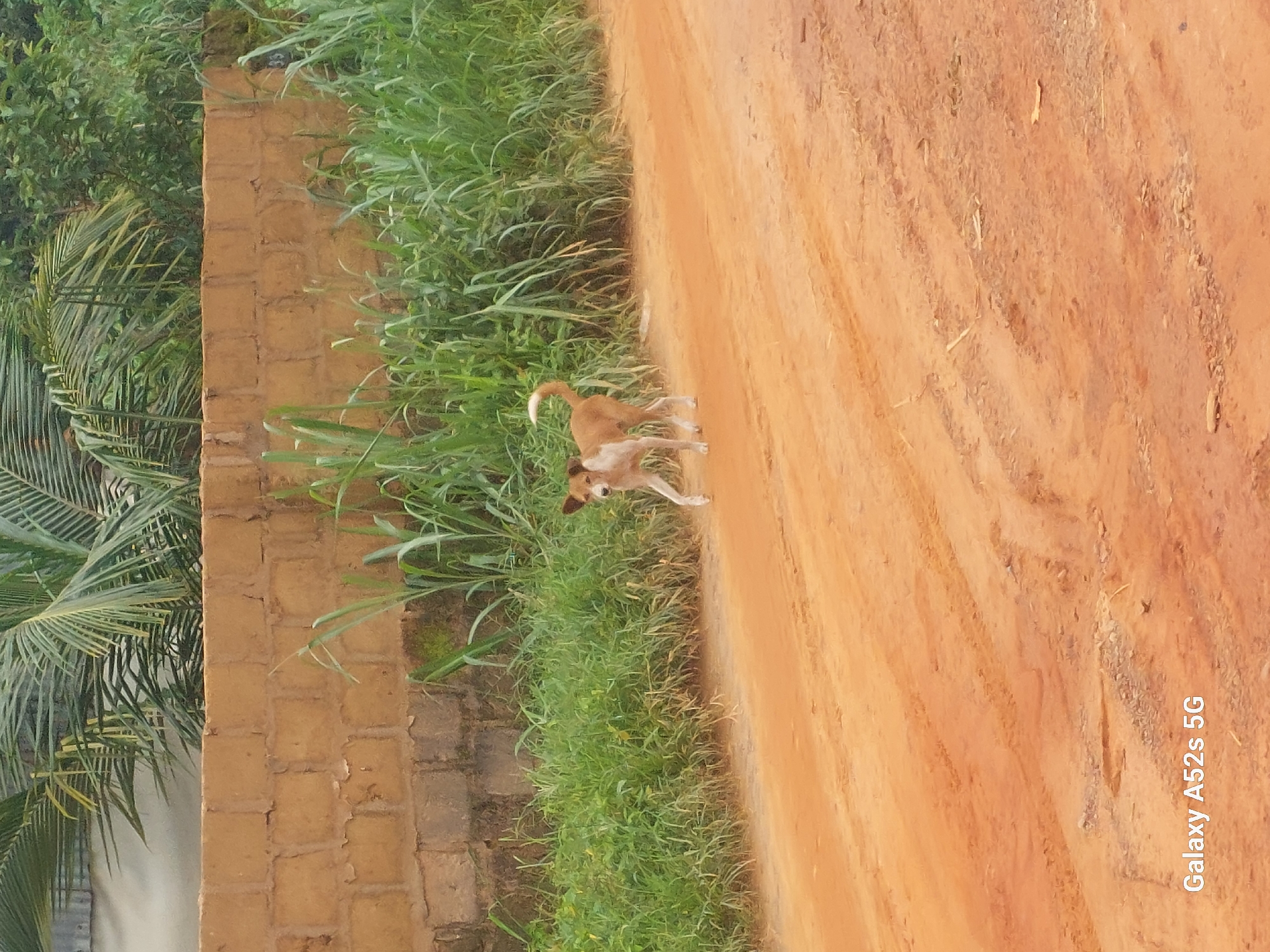 A medium shot captures a brown and white dog walking on a dirt road in Umudioka, Nigeria. The dog is positioned in the middle ground, facing left with its head turned towards the camera. Its body is mostly brown with white markings on its chest, legs, and tail. The dog appears to be in motion, with its left front leg extended.
Behind the dog, a lush green grassy area separates the road from a rough, tan-colored brick wall that runs horizontally across the frame. Coconut palm fronds extend from behind the wall on the left side of the image, and other dense green foliage is visible on the right. The dirt road itself shows tire tracks and is unevenly textured with patches of lighter and darker soil. The overall lighting suggests an outdoor, daytime setting, likely in a rural or semi-rural environment. The lower right corner of the image contains a "Galaxy A52s 5G" watermark.