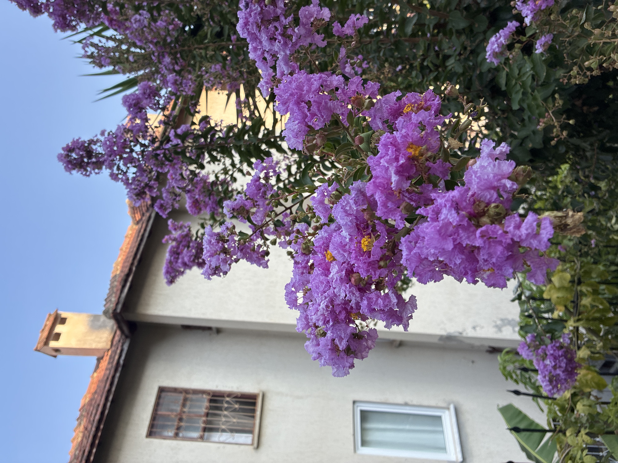 A low-angle medium shot captures a cluster of vibrant purple flowers in the foreground, their delicate petals a mix of soft lavender and bright magenta, with prominent yellow stamen. Behind the flowers, a two-story building with a light beige facade stands to the left. The building features a red-tiled roof and a distinctive square chimney. A small, barred window with a brown frame is visible on the upper floor, and a larger white-framed window with sheer curtains is on the lower floor. A dark metal fence with pointed finials runs along the bottom of the frame, separating the foreground flowers from the building and a patch of green foliage. The sky is a clear, soft blue. This scene is likely from the city of Alanya, Turkey, given the architectural style of the building and the presence of flowering trees common in Mediterranean climates. There are no people visible in the image.