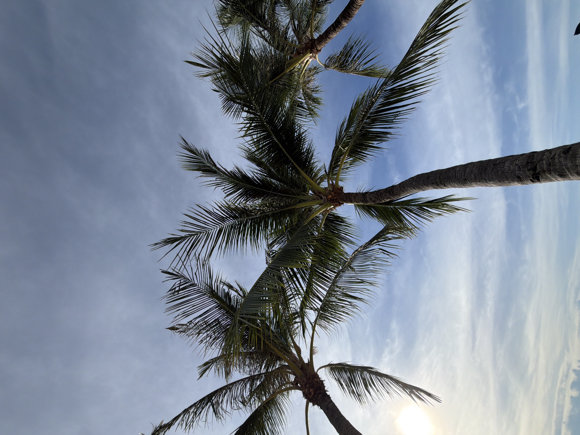 The image shows three palm trees against a backdrop of a pale blue sky with wispy white clouds. The sun is visible on the left, peeking through the fronds of one of the palm trees. The fronds are dark green and appear to be swaying slightly. The trunks of the palm trees are visible, textured with rough bark. The angle of the shot is from below, looking up at the trees. This scene is consistent with the tropical environment of Baan Bo Phut, Thailand, known for its palm-fringed beaches and clear skies. There are no people or discernible actions taking place in the image.