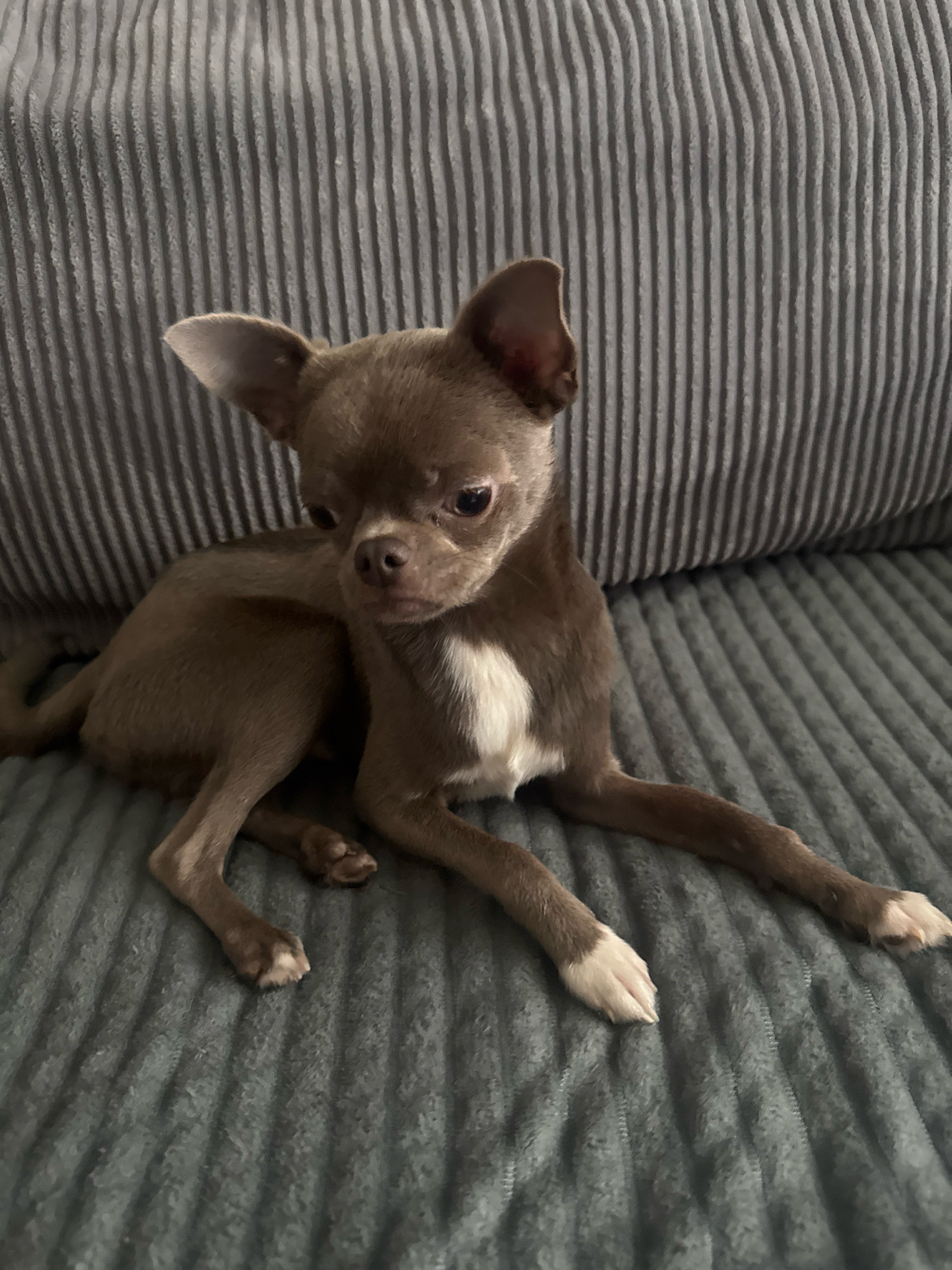 A small, brown and white chihuahua dog is resting on a grey, ribbed couch. The dog is positioned in the center of the frame, lying on its side with its legs extended. Its head is turned slightly to the left, and its eyes are looking downwards. The background consists of the textured surface of the couch. The image quality is good, with clear details of the dog's fur and features. The lighting is soft, creating a relaxed atmosphere. There are no people visible in the image.