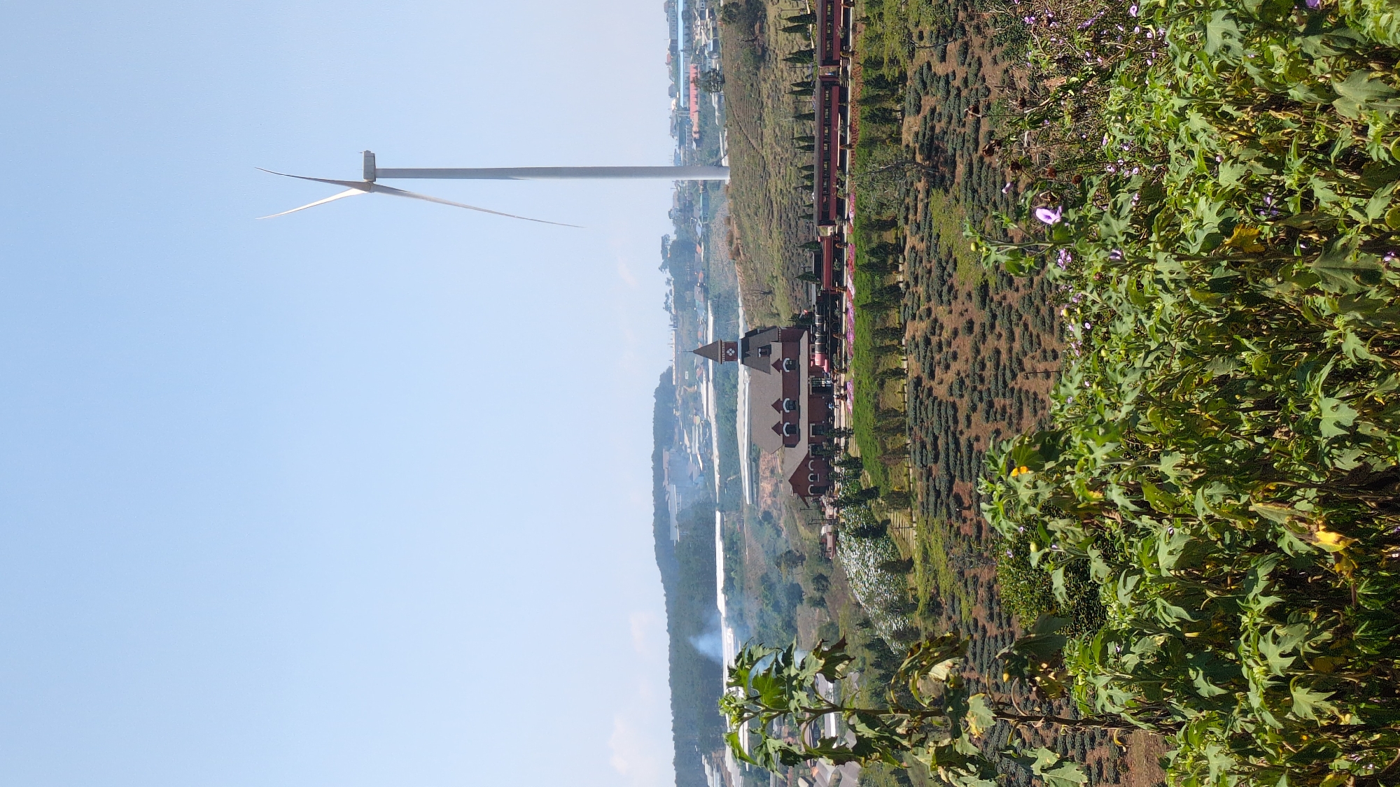 The image depicts a landscape in Trường Thọ, Vietnam, under a clear blue sky. A tall wind turbine stands prominently on the left side. Adjacent to the turbine is a building with a distinctive red and white facade. Next to it is a red train. Rows of brown tea plants cover the landscape, and lush green foliage is visible in the foreground. In the distance, a hazy view of the city and a body of water can be observed.