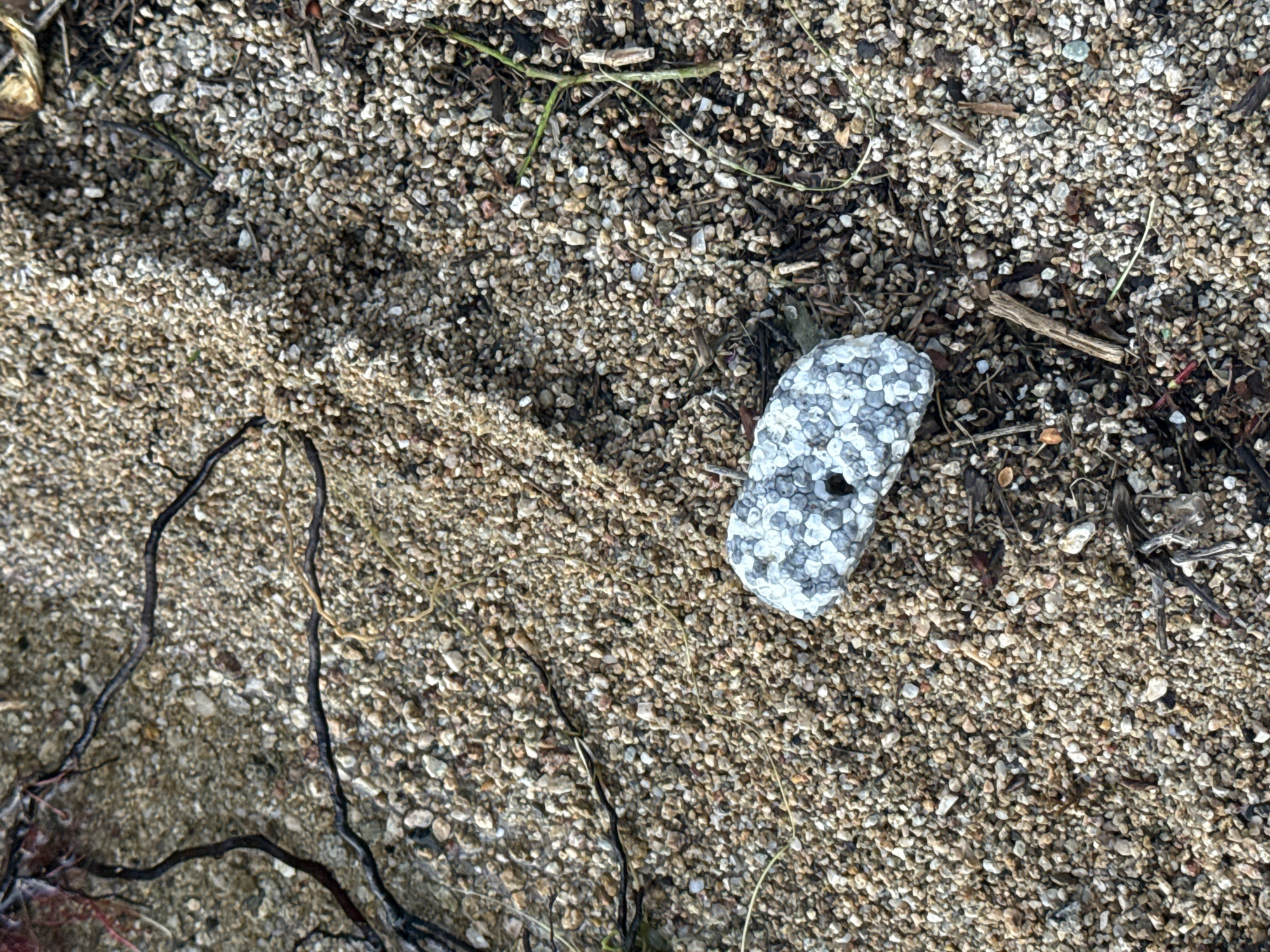 An oval-shaped object, white and grey with a porous texture and a hole in the center, rests on a sandy beach. The sand is composed of small, light brown, white, and grey pebbles. Dark brown and black seaweed or plant debris is scattered across the sand. A single thin green stem is visible among the debris. The image appears to be a close-up shot of the beach with no other discernible objects or subjects present. The location is identified as Koprinka, Bulgaria.