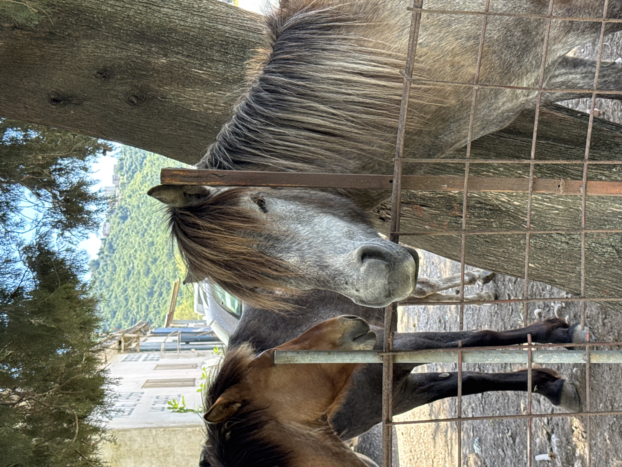 The image, rotated 90 degrees counter-clockwise, shows two horses confined behind a wire fence, likely a pasture or enclosure. The location is indicated as Podlastva (Poljice), Montenegro, although landscape features are partially obscured. The first horse, predominantly gray, is positioned closer to the foreground and has its head near a thick tree trunk. Its mane is thick and multi-toned. The second horse, a darker brown color, is partially visible beneath and to the side of the first. The wire fence consists of a grid pattern of metal bars. Background elements include glimpses of vegetation and buildings. A car is also visible behind the horses. The lighting is bright, suggesting daytime.