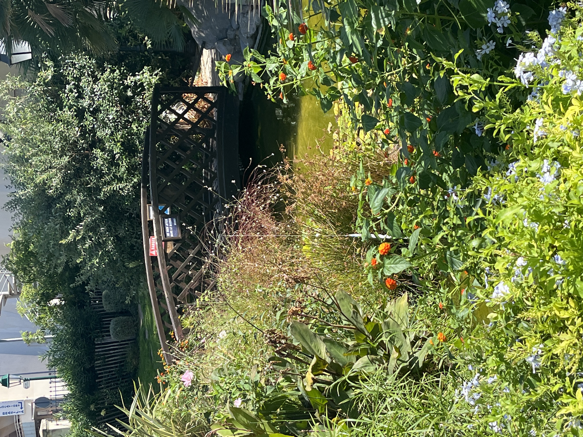 The image depicts a vibrant garden scene in Palavas-les-Flots, France, featuring a charming wooden bridge arching over a tranquil pond. Lush greenery, including various flowers and trees, forms a dense canopy, creating a shaded and serene atmosphere. Several small orange flowers are visible in the foreground, as well as small blue flowers. The bridge itself is constructed from dark wood with an intricate lattice design. A red "Danger" sign and a French text sign are affixed to the bridge's railing. The pond water is a bright, slightly murky green, with lily pads floating on its surface. In the background, a white building with a lamp post and a spiral staircase are partially visible, hinting at the urban setting of this garden oasis. The overall impression is one of a well-maintained, naturalistic garden designed for relaxation and enjoyment.