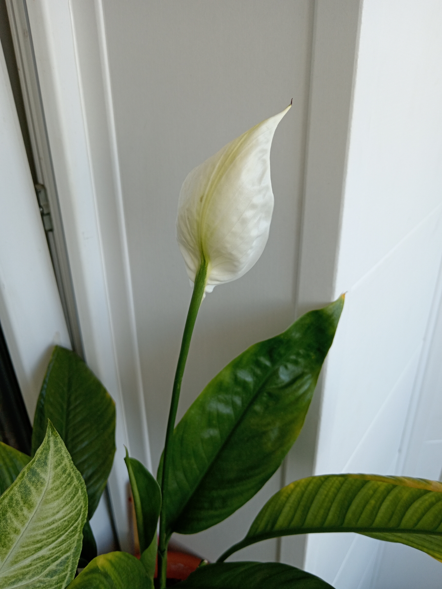 A close-up, eye-level shot showcases a white spathe of a peace lily plant against a neutral, light-colored background. The spathe, which is the modified leaf surrounding the flower, is fully closed and pointed, with a slight creamy yellow hue at the tip. A slender green stem supports the spathe. To the left and bottom of the frame, several large, dark green, glossy leaves of the plant are visible, some with hints of yellowing towards the edges. The background appears to be a white-painted door or wall with vertical paneling. The lighting suggests an indoor environment with diffused light, possibly from a window. There are no people or animals in the image. The location is not discernible from the image content, and therefore cannot be specified as Khanty-Mansiysk, Russia.
