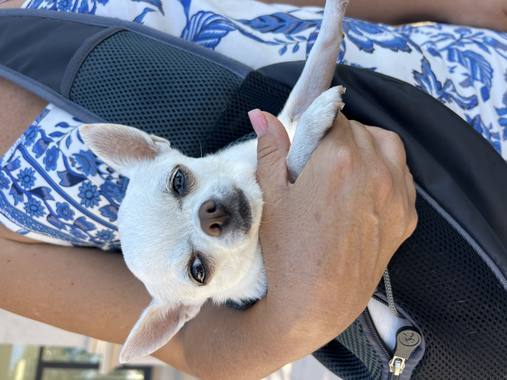 A white chihuahua dog with large ears is being held in a dark gray dog carrier sling by a person wearing a blue and white floral patterned dress. The dog's head is resting on the person's hand, and its front legs are extended out of the sling. The dog has dark eyes and a pink nose. The background is blurred but appears to be an outdoor setting. The image does not contain any information about the city of Fontanka, Ukraine.