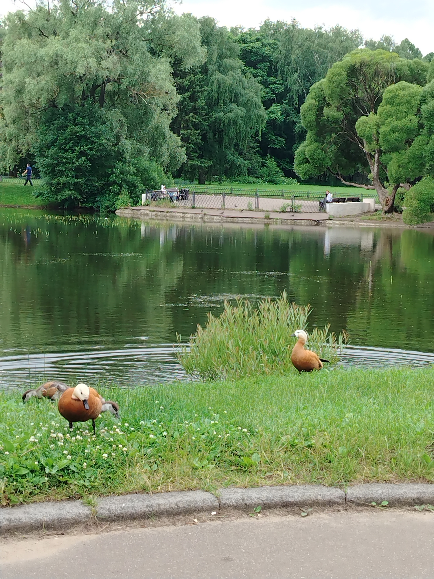 The image depicts a serene park scene by a lake, likely in Moscow, Russia, given the typical landscape of its many parks. In the foreground, on the grassy bank of the lake, are three ruddy shelducks. One adult duck stands prominently, facing left, with its orange-brown body and white head clearly visible. Behind it, two ducklings are visible, one with its head down feeding and another partially obscured. The adult duck on the right is also an adult ruddy shelduck, facing left and partially hidden by some vegetation. The lake itself is calm, with gentle ripples on the surface, reflecting the lush green trees that line its far bank. In the background, a fence separates the park from a paved walkway, where several people are casually strolling and sitting on benches. The overall impression is one of a peaceful public space.