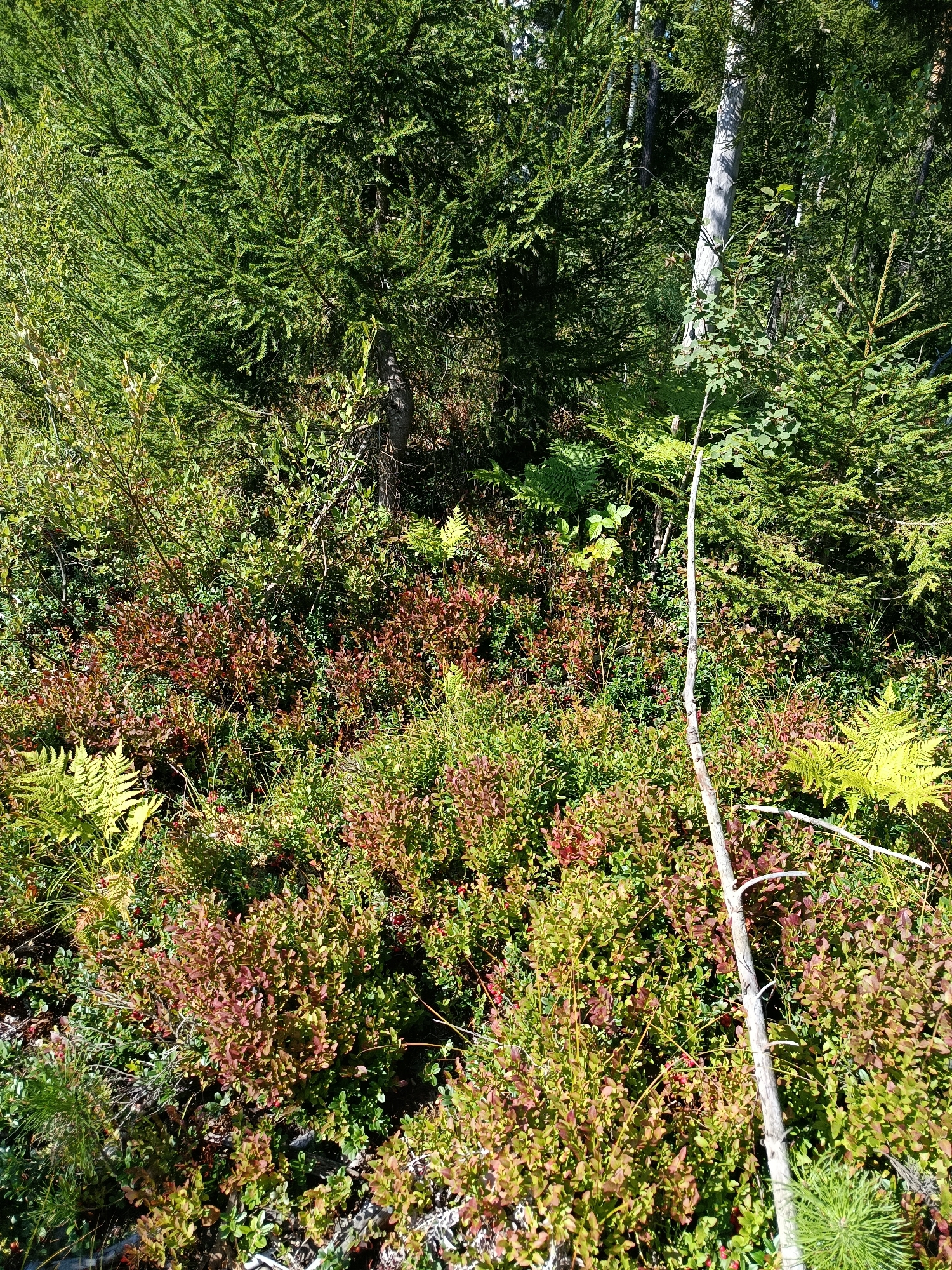The image depicts a dense forest floor in Gribchikha, Russia, on a sunny day. The ground is covered with low-lying shrubs, predominantly blueberry bushes exhibiting a mix of green and reddish-brown foliage, suggesting the transition between summer and autumn. Scattered among the shrubs are bright green ferns, adding a splash of vibrant color to the undergrowth. The background is dominated by the dark green needles of coniferous trees, likely spruce or fir, creating a dense canopy. A slender, pale, dead branch runs vertically through the center of the frame, leaning slightly to the right, adding a stark contrast to the surrounding vegetation. The sunlight filters through the trees, creating dappled light and shadows on the forest floor. No people or animals are visible in the scene.