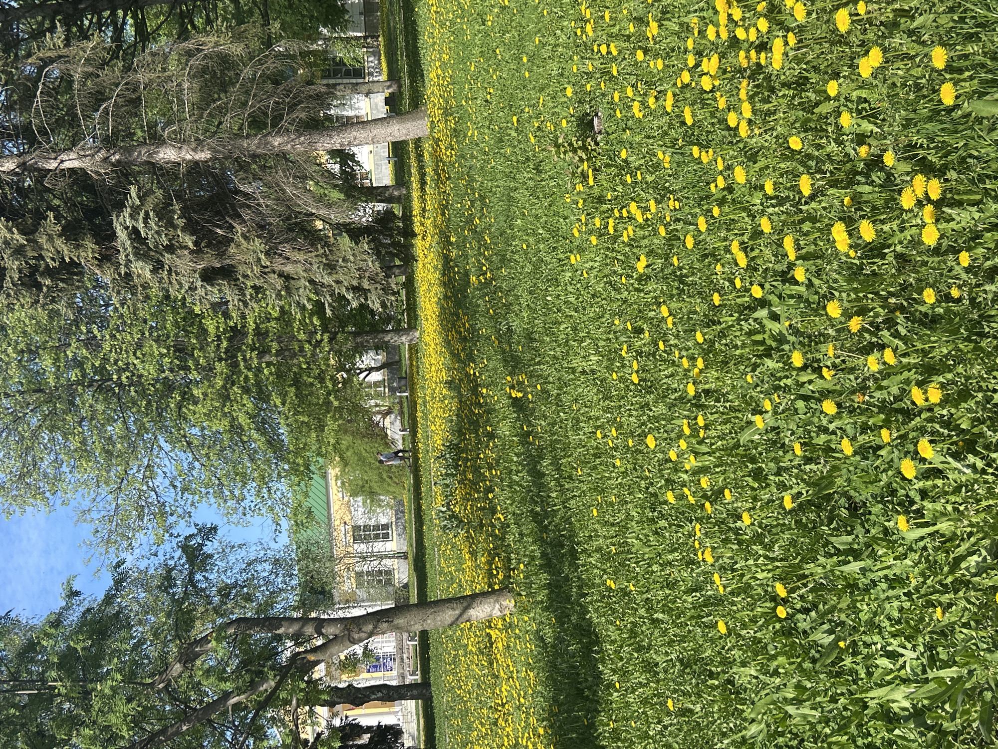 The image depicts a field of dandelions in Izhevsk, Russia. Tall trees line the left side of the frame, partially obscuring a building in the background. The field is densely populated with yellow dandelions in full bloom. The sky is visible through the branches of the trees, exhibiting a clear blue color. One individual is sitting on a bench located near the building. The overall environment suggests a park or garden setting.
