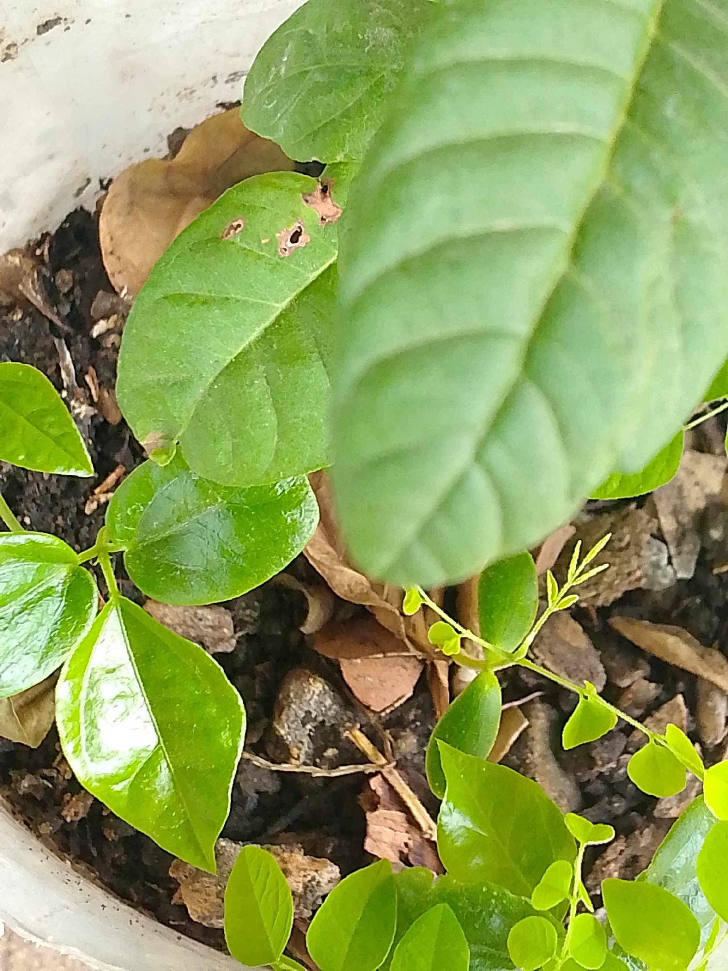 This is a close-up, top-down photograph depicting various green plants growing in a pot. The scene is set in Juan Griego, Venezuela.
The image is filled with multiple layers of vibrant green leaves of different sizes and shapes. A prominent, large, bright green leaf with distinct parallel venation dominates the upper and central part of the frame. To its left, another large green leaf shows signs of damage, featuring several small, irregular holes. Towards the bottom and left, several smaller, glossy, oval-shaped leaves are visible, growing from slender stems, suggesting new or younger growth. On the right side, tiny, delicate light green shoots with very small leaves are emerging from the soil.
The plants are rooted in dark brown soil, which is partially covered with a mixture of reddish-brown dried leaves, wood chips, and small stones, likely acting as mulch. The edge of a white pot or container is visible along the left and bottom perimeter of the image.
The bright, natural lighting suggests it is daytime, possibly under clear and sunny weather conditions, illuminating the leaves and soil evenly. There are no people or visible text in the image. The overall impression is one of lush plant life in a managed potted environment.
