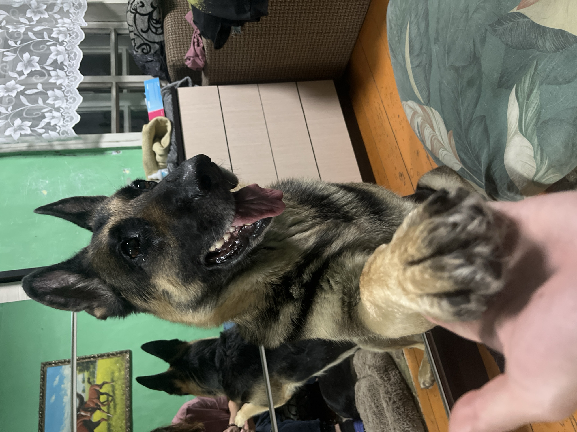 A German Shepherd dog is the primary subject in this indoor scene. The dog is positioned in the foreground, facing the camera with its right paw extended towards a person's hand, which is also visible in the foreground. The dog's mouth is open, and its tongue is visible, suggesting it might be panting or interacting playfully. Its fur is a mix of black, tan, and brown.
In the background, another German Shepherd dog is visible, facing away from the camera. To the left, a person wearing a pink shirt is partially visible, seated. The environment appears to be a room with green walls. A framed picture of horses is hanging on the wall. A mirror reflects parts of the scene, including the dogs and the person.
Further in the background, there is a white window with lace curtains. To the right of the window, a dresser with several drawers is present. Various items are placed on top of the dresser, including folded cloths and a blue box. A brown upholstered piece of furniture with a textured pattern is also visible. The floor is made of wooden planks. A bed with a patterned comforter is in the lower right portion of the image.
The image does not contain any information that would allow for the specific identification of the location within the city of Nizhny Tagil, Russia.