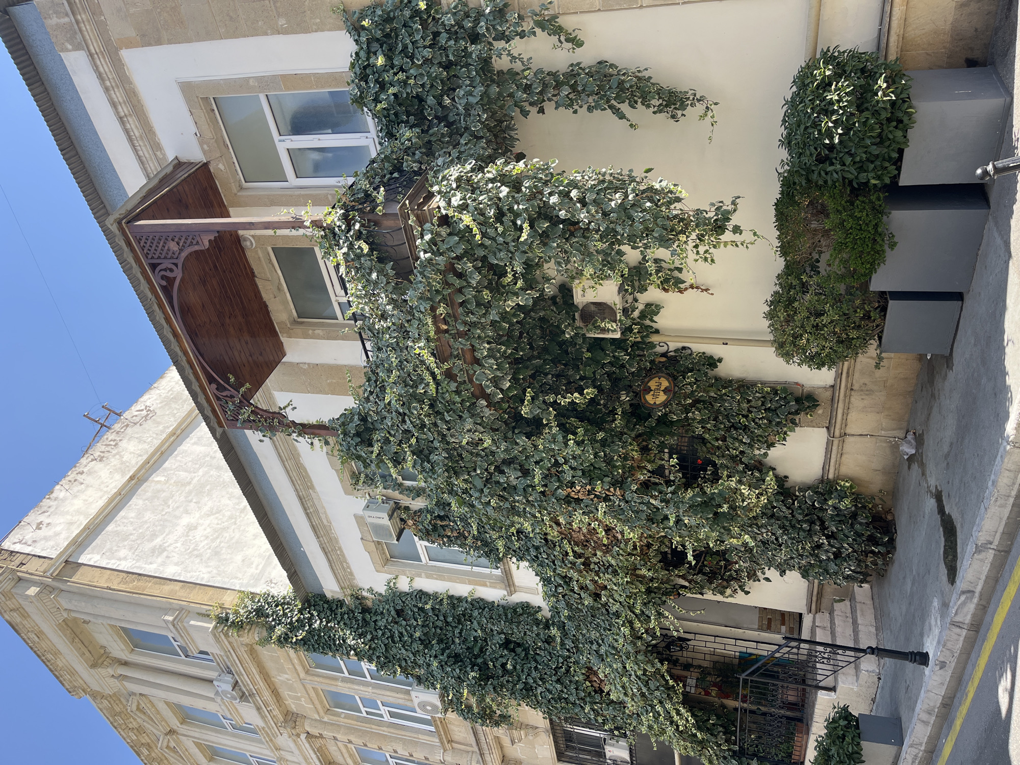 A low-angle, full shot captures the facade of a building adorned with lush green ivy. The ivy cascades down from a balcony, completely enveloping the lower portion of the building and crawling up a neighboring structure on the left. The building has a light-colored facade with visible stone accents and white window frames. A wooden balcony with ornate detailing juts out from the upper level, and a corrugated metal roof is visible above it. Air conditioning units are mounted on the walls. In the foreground, a sidewalk is lined with gray planters containing manicured green shrubs. A street curb with a yellow line marks the edge of the road. The scene is bathed in bright sunlight, casting sharp shadows. The sky above is clear and blue.