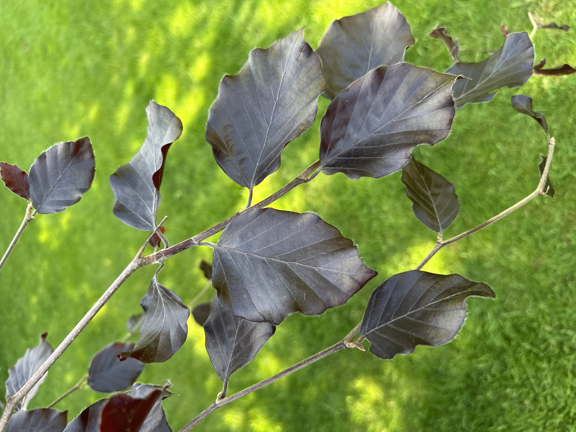A branch with deep purple leaves is prominently featured against a blurred background of bright green grass. The leaves are somewhat elongated with slightly wavy edges, showing clear venation patterns. The branch is a light brown color and extends diagonally across the frame. The image appears to be taken outdoors in daylight. There are no people visible in the image. There is no confirmation the location is Tunbridge Wells, United Kingdom.