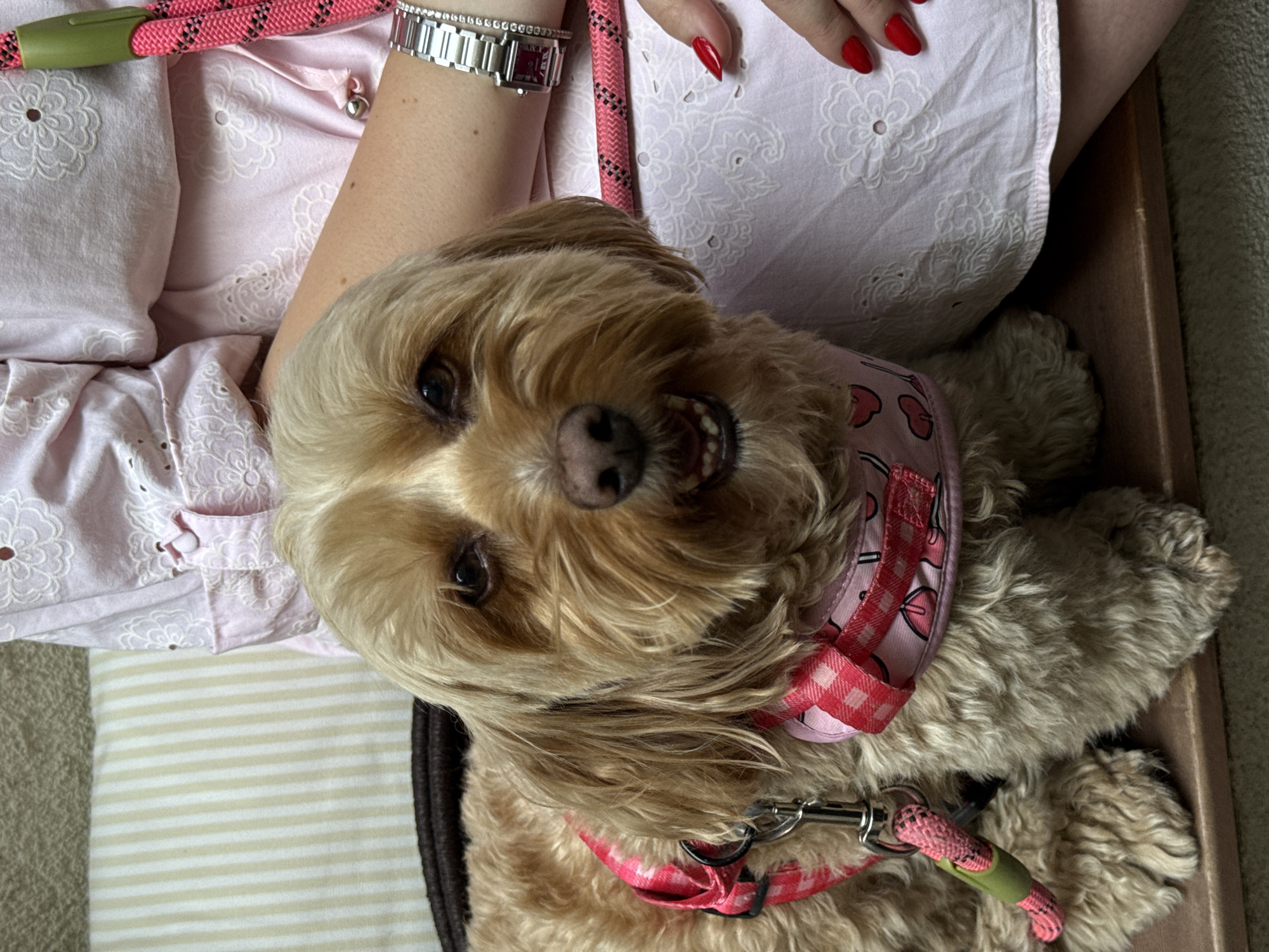 A light brown, fluffy dog with a pink and red checkered collar and harness lies in its bed. A woman's arm wearing a silver watch is visible, as is her other arm, and her hand with red fingernails. The woman is wearing a light pink shirt with white embroidery. A striped dog bed is visible. The setting is indoors. The location is unknown.