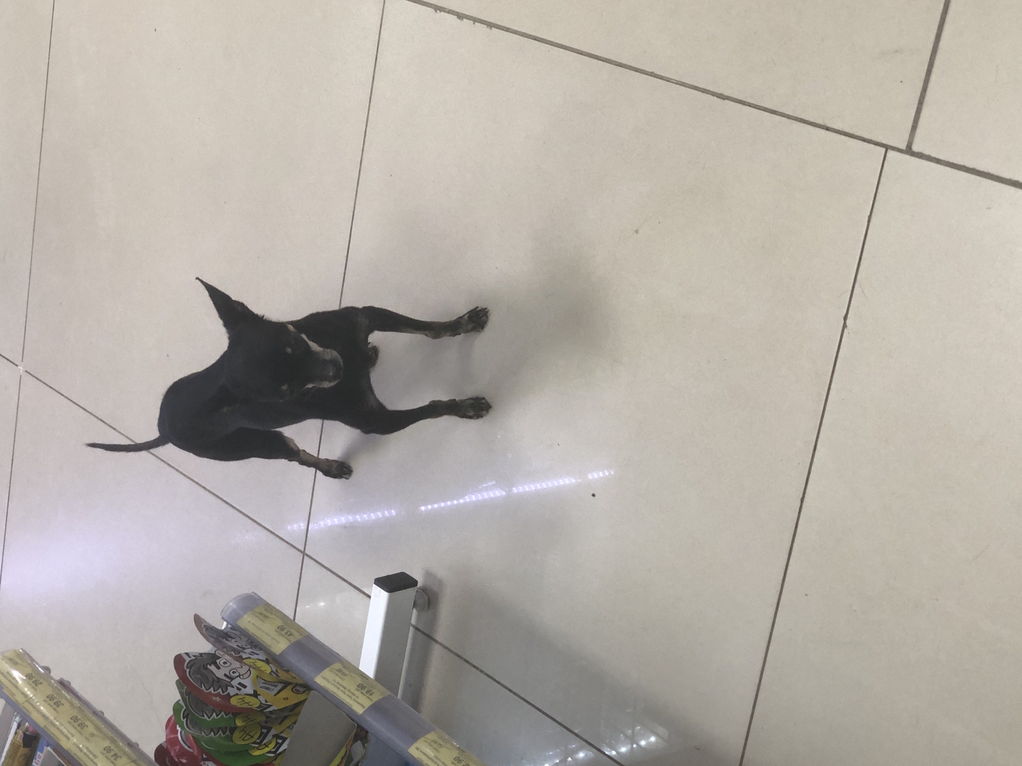 A small, black dog stands on a light-colored tiled floor. The dog is facing the camera, with its ears perked up and its tail raised. It appears to be a miniature pinscher or a similar breed. In the background, to the left of the dog, are several shelves with various items, some of which have price tags. The shelves are made of metal and plastic. The floor is clean and well-lit. This image was taken in Solikamsk, Russia.