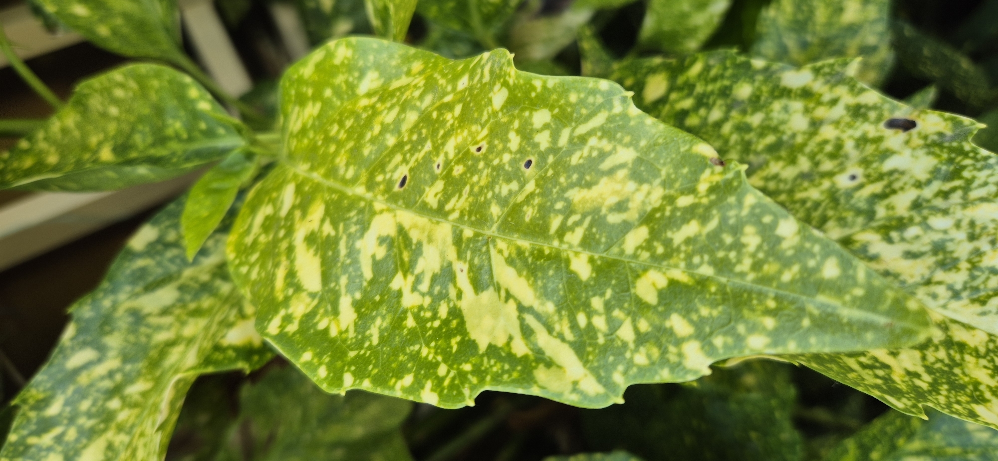 A close-up, vertical shot showcases a variegated leaf of a plant, predominantly green with irregular splotches of yellow. The leaf has a somewhat serrated edge on its left side and a central vein running down its length. Several small, dark circular holes are visible on the leaf's surface, possibly from insect damage or disease. The background is softly blurred, revealing more of the plant's foliage in shades of green and yellow, and a hint of a light-colored, possibly wooden or plastic structure in the upper right. The lighting is natural, creating subtle shadows and highlighting the texture of the leaf. The location is not identifiable from the image.