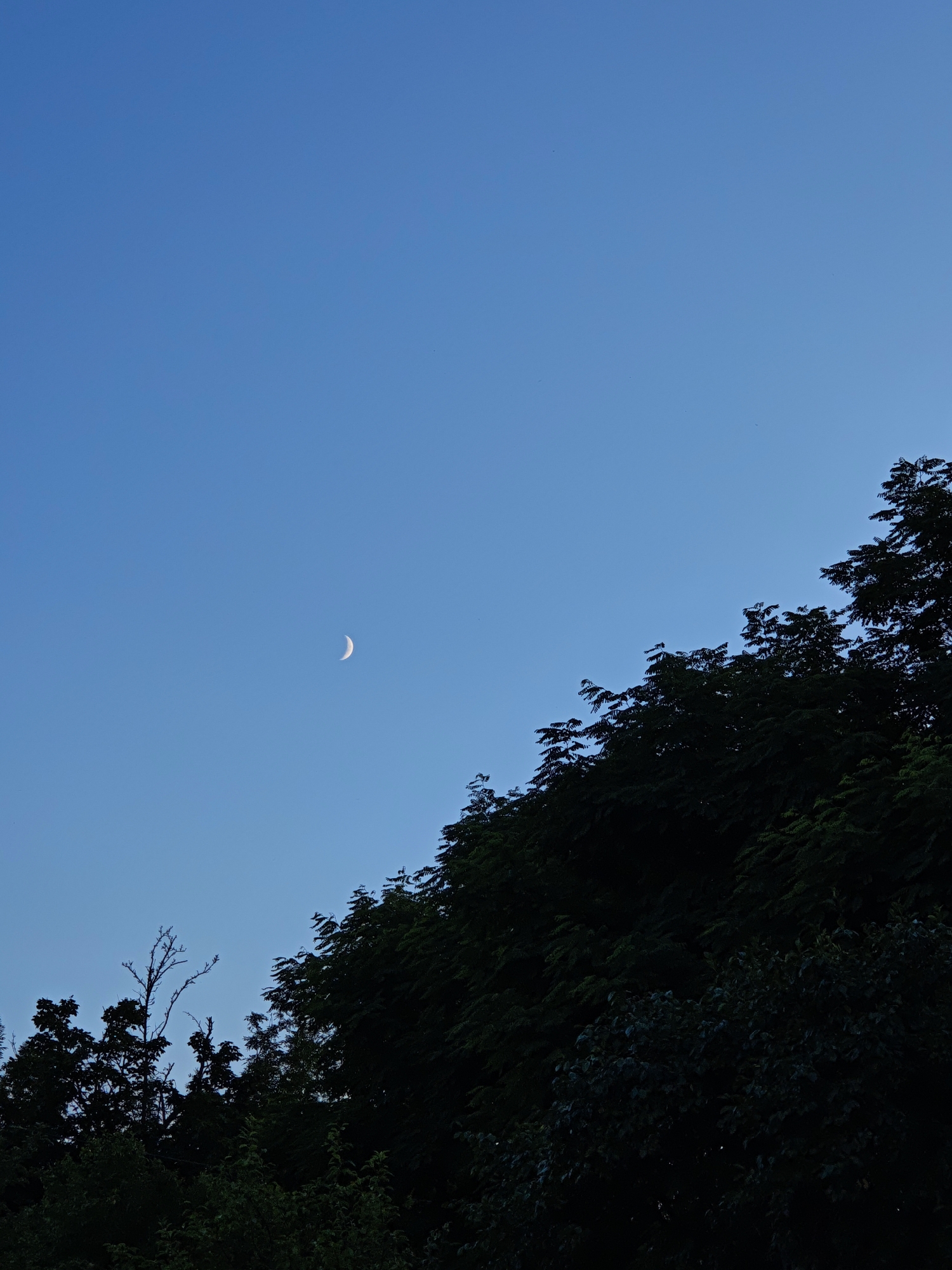 The image is a vertical, wide shot of a twilight sky with a crescent moon and the silhouettes of trees in Parkhomivka, Ukraine. The sky is a deep, clear blue, fading slightly to a lighter shade towards the horizon. A thin, white crescent moon is visible in the upper left quadrant of the sky. The right side of the image is dominated by the dark, leafy silhouettes of trees that ascend diagonally from the bottom right corner towards the upper right. Some bare branches are visible amongst the foliage on the left side of the image. The overall mood is serene and twilight-like.